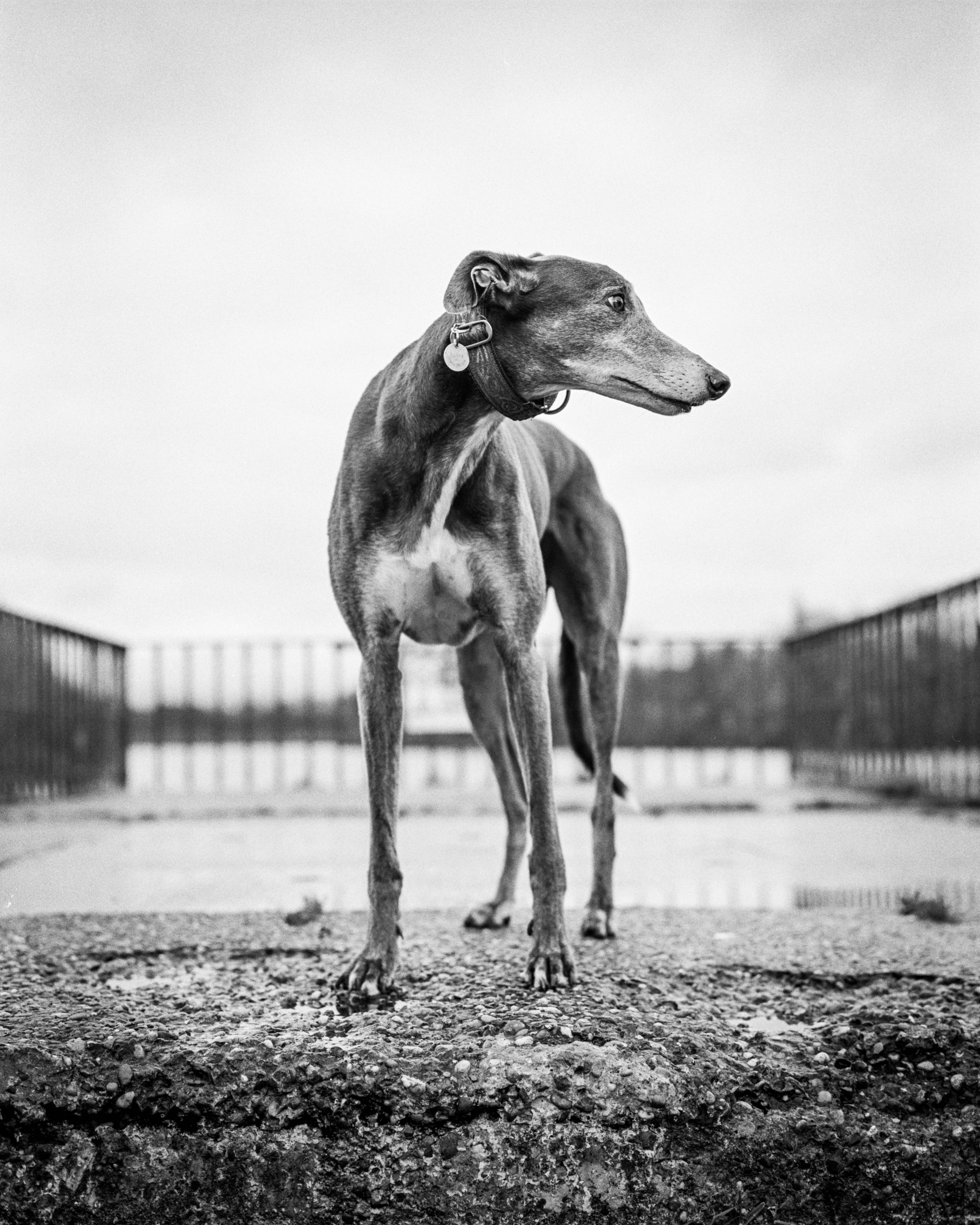 recipe, dog, Kodak Tri-X, developer, black And White, iso, nature, X 400, photography, film, greyscale, 8K, Rodinal, brand, greyhound, Agfa, outdoors, Phone HD Wallpaper