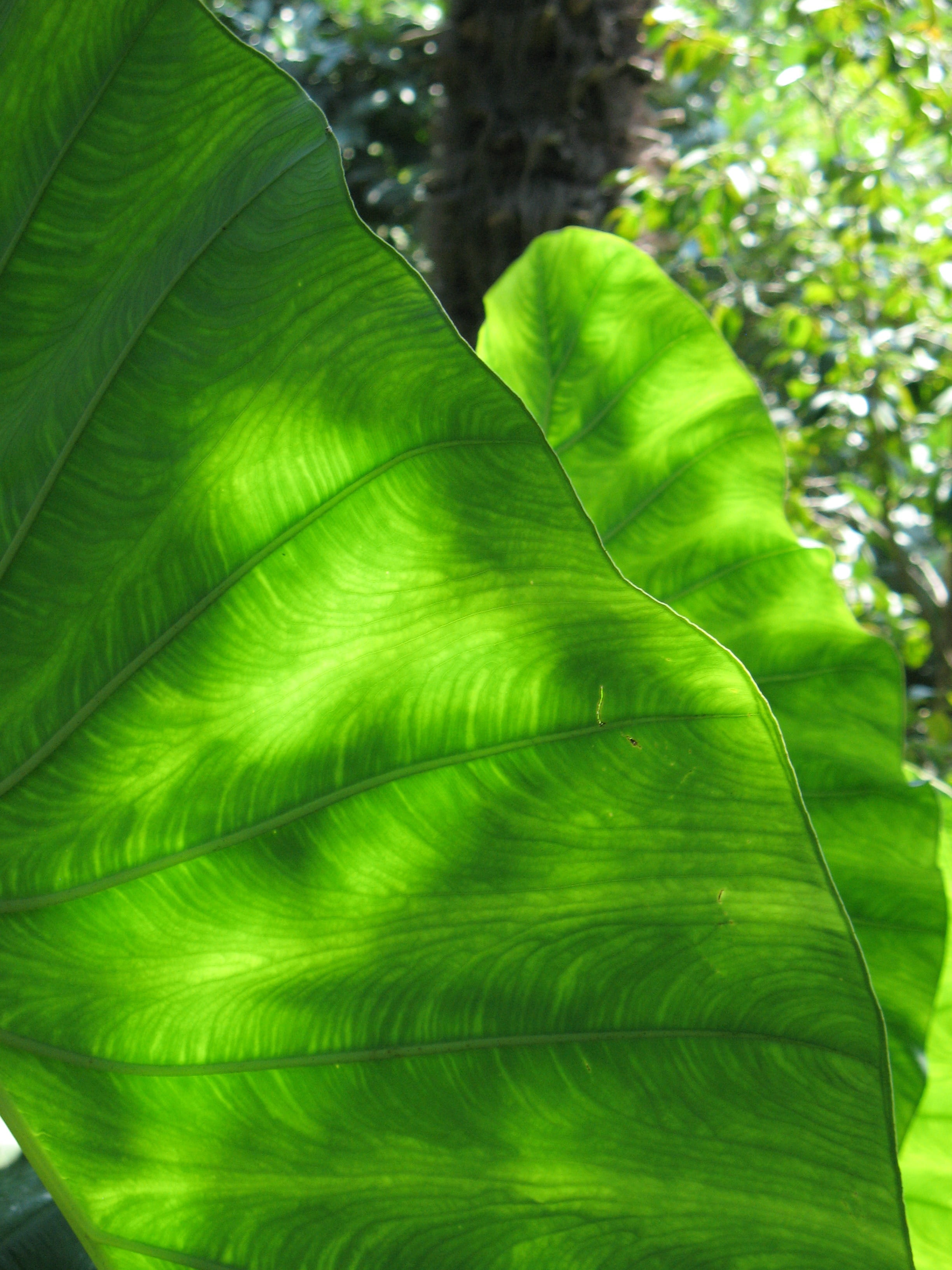 rainforest, lush foliage, fern, leaf, 2K, growth, close-up, green, no people, plant part, beauty in nature, natural pattern, plant, tree, focus on foreground, Phone HD Wallpaper