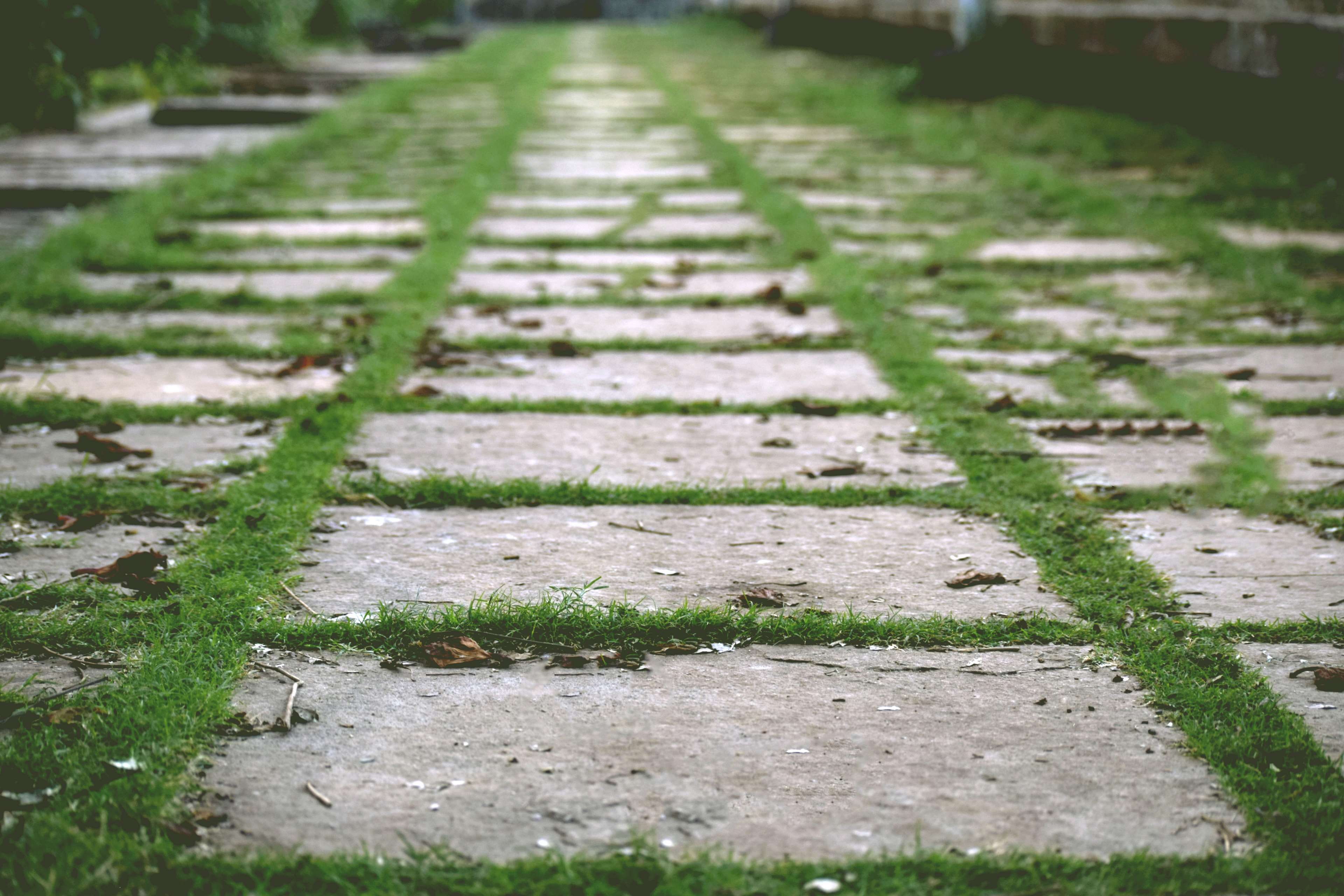 nature, 4K, footpath, the way forward, grass, in a row, garden path, plant, road, day, no people, high angle view, pattern, park, green color, home garden, HD Wallpaper