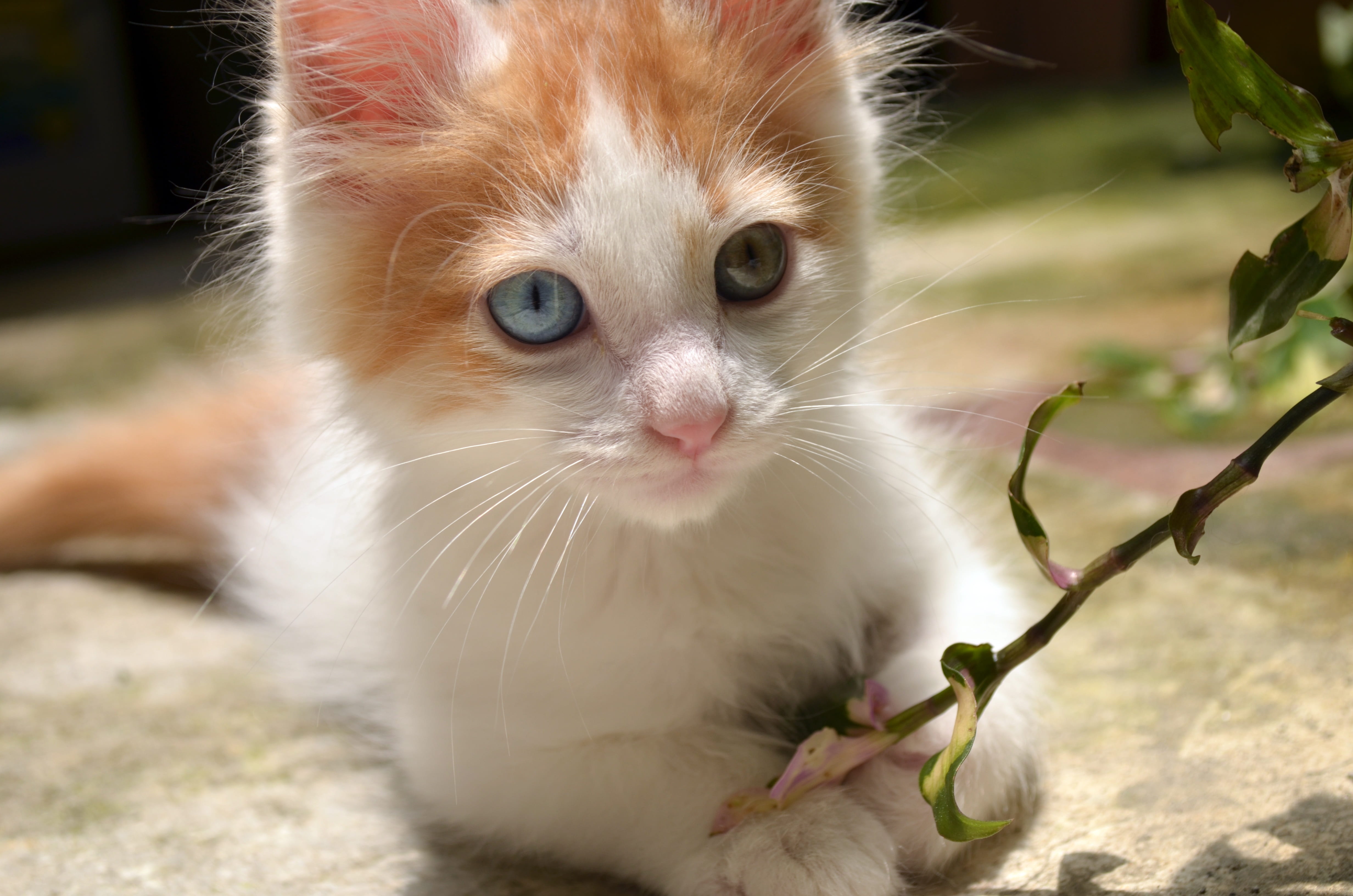 vertebrate, no people, joyful, tabby, beautiful, domestic animals, portrait, pets, looking at camera, small, playful, animal head, kitten, white, little, HD Wallpaper