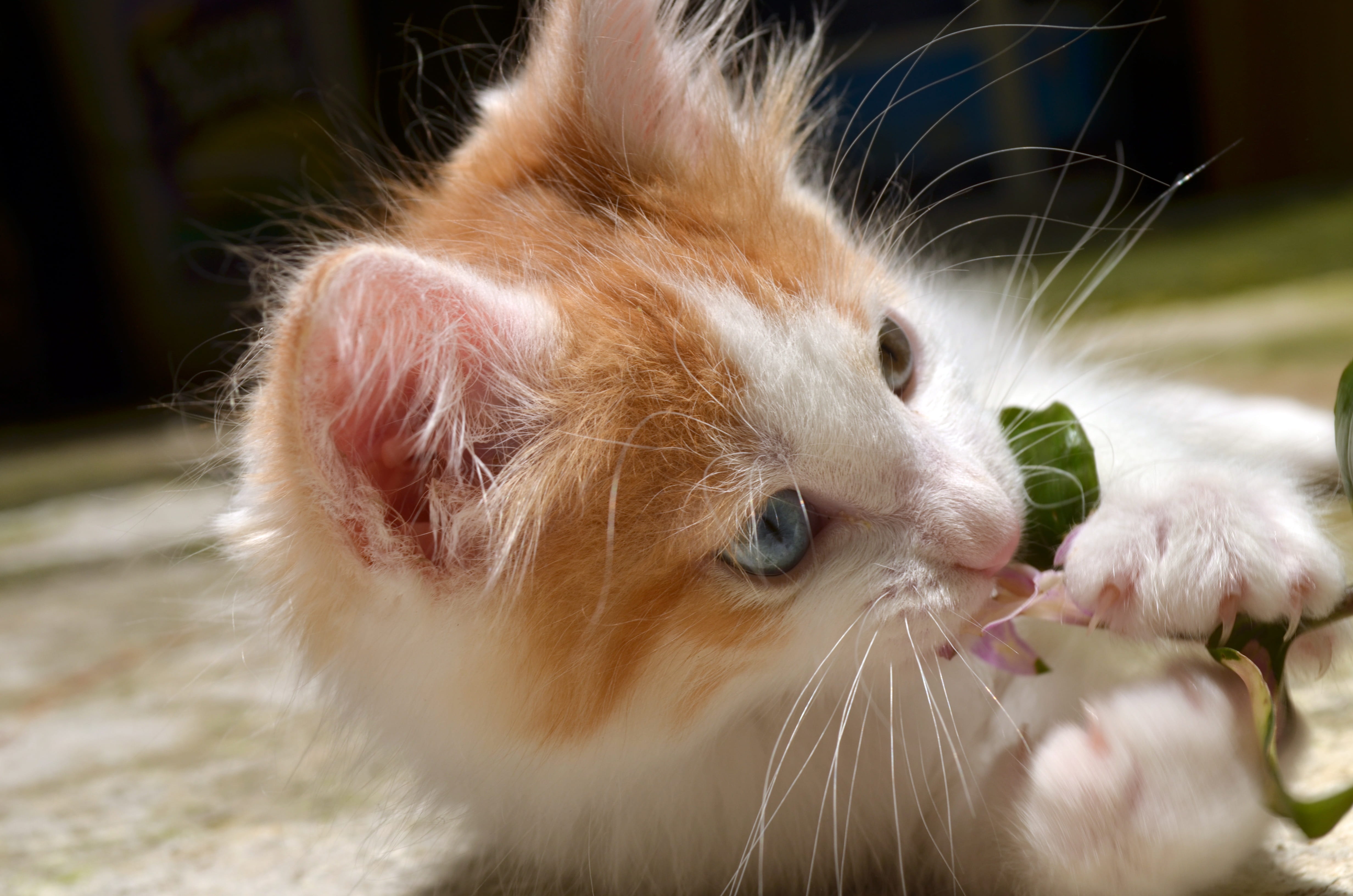domestic cat, animal body part, animal hair, whisker, nice, kitten, domestic animals, animal mouth, blue eyes, focus on foreground, close-up, conceptual, HD Wallpaper