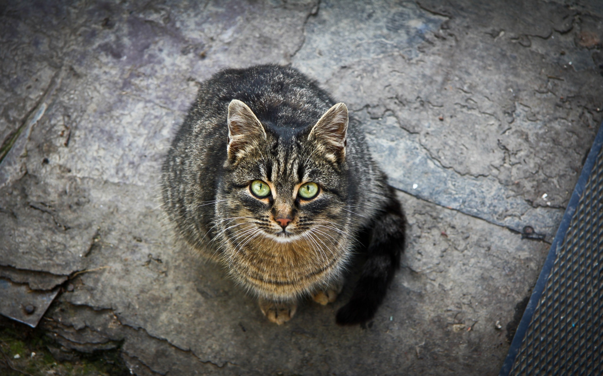 Kindly, green eyes, alertness, domestic, domestic cat, tabby, domestic animals, animal eye, pets, looking at camera, no people, portrait, mammal, one animal, HD Wallpaper
