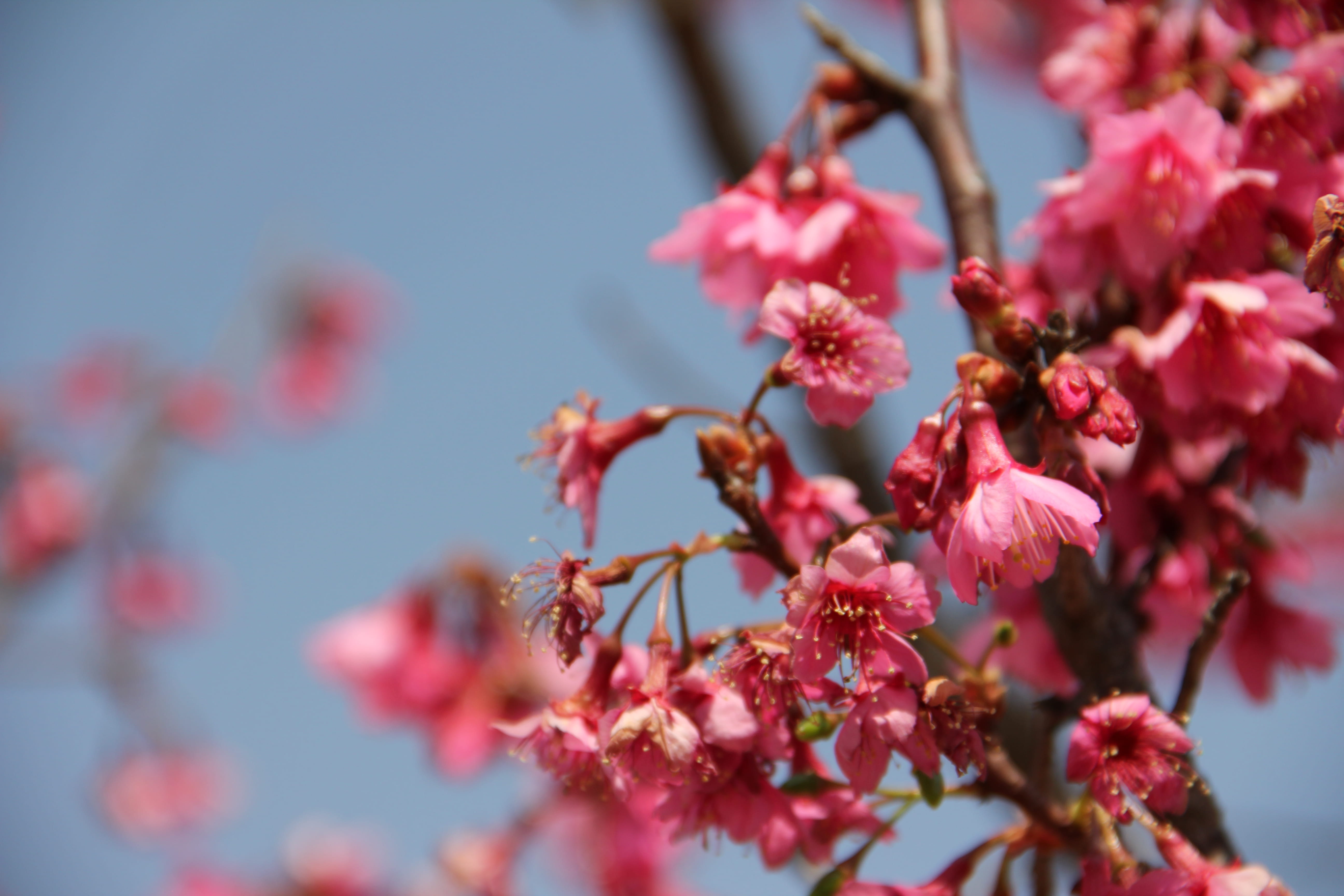 day, cherry blossoms, petal, vulnerability, tree, nature, flowering plant, cherry tree, branch, 5K, flower, botany, flower head, selective focus, pink flowers, HD Wallpaper