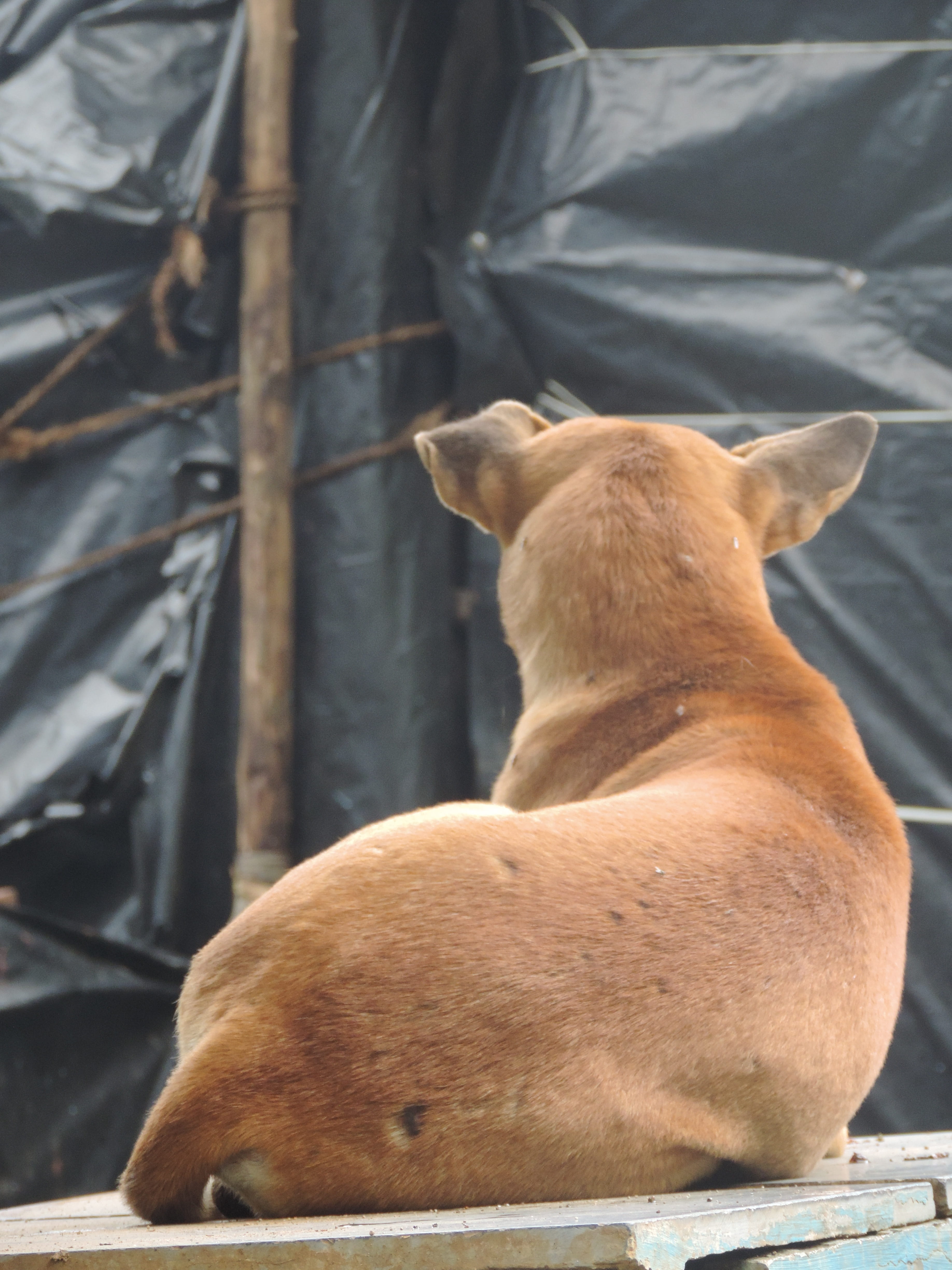 dog, no people, one animal, canine, looking, domestic animals, 4K, vertebrate, backside, nature, close-up, mammal, rear view, pets, sitting, relax, animal, Phone HD Wallpaper
