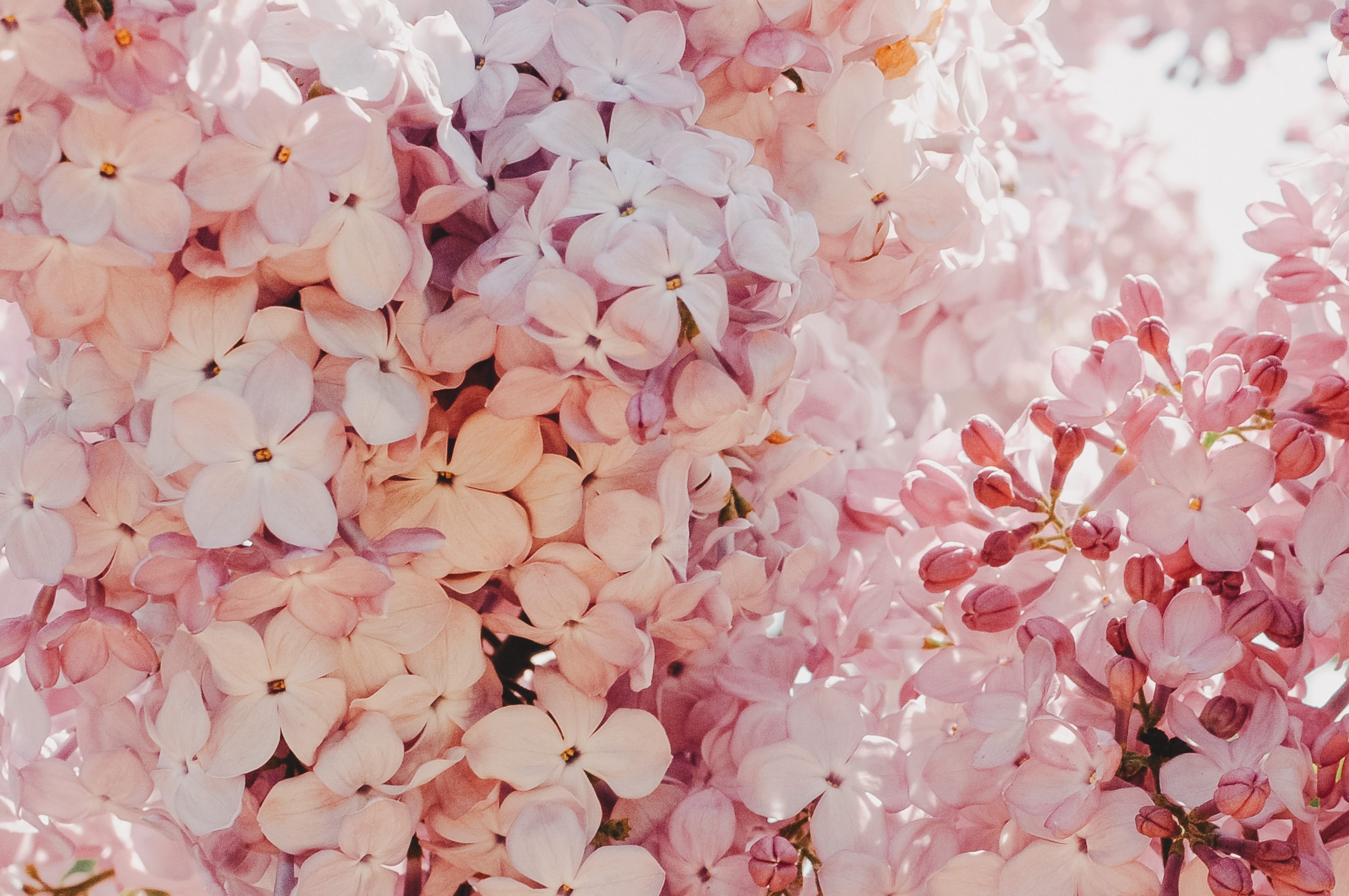 backgrounds, geranium, dating, plant, full frame, paper, orchid, no people, flowering plant, cherry tree, sprout, anther, beauty in nature, springtime, HD Wallpaper