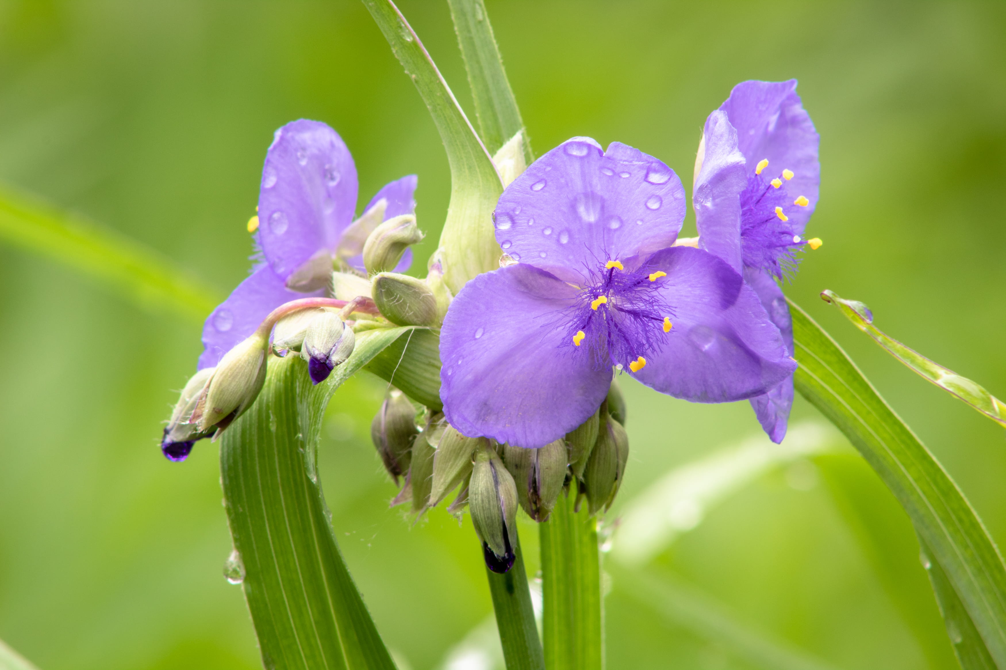 green color, water, flower, no people, strawberry plains, anther, virginia spiderwort, nature, blossom, usa, drop, plant, springtime, growth, flowering plant, HD Wallpaper
