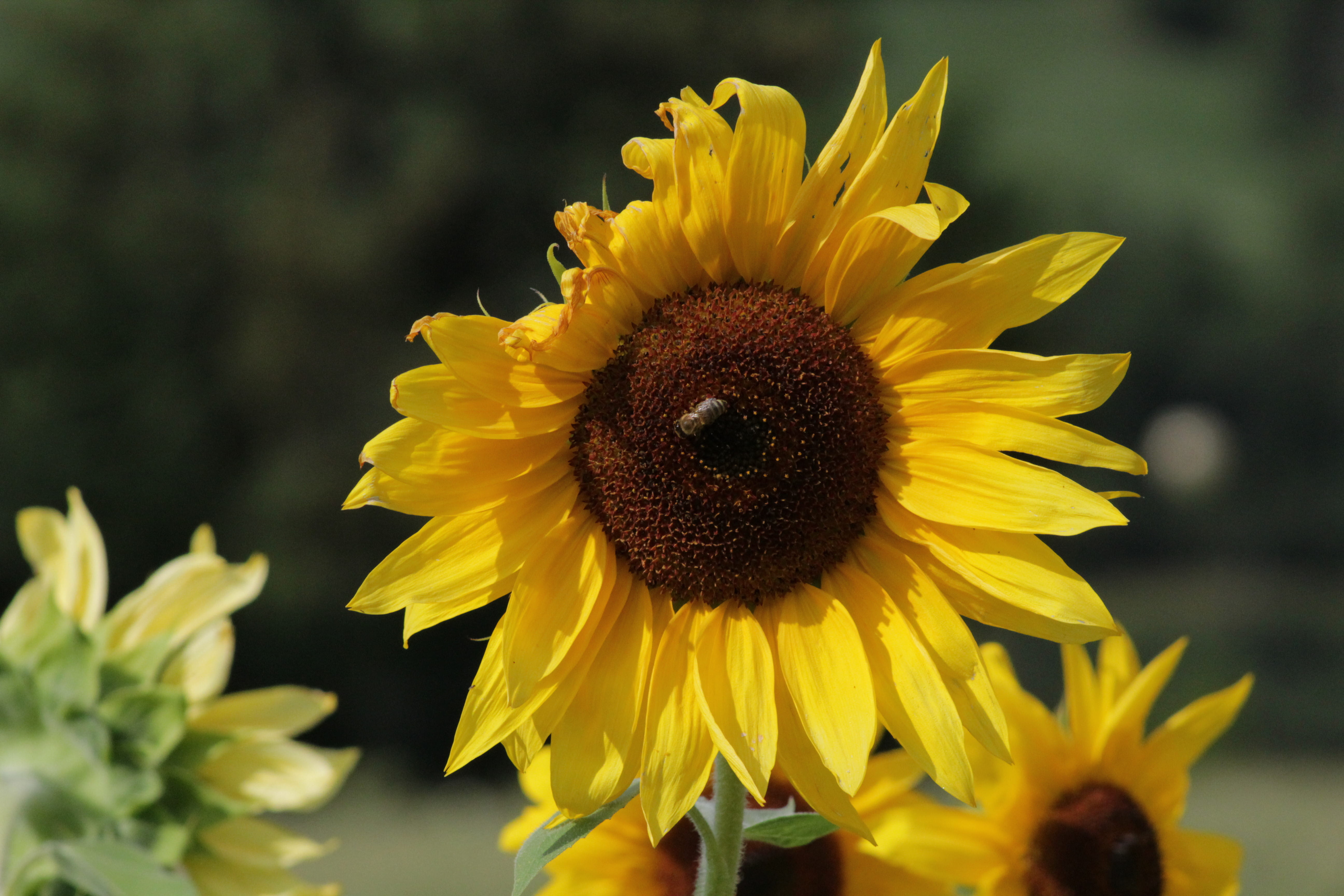 flower head, flowering plant, beauty in nature, no people, plant, nature, daisy, italy, outdoors, focus, girasole, vulnerability, invertebrate, fragility, HD Wallpaper