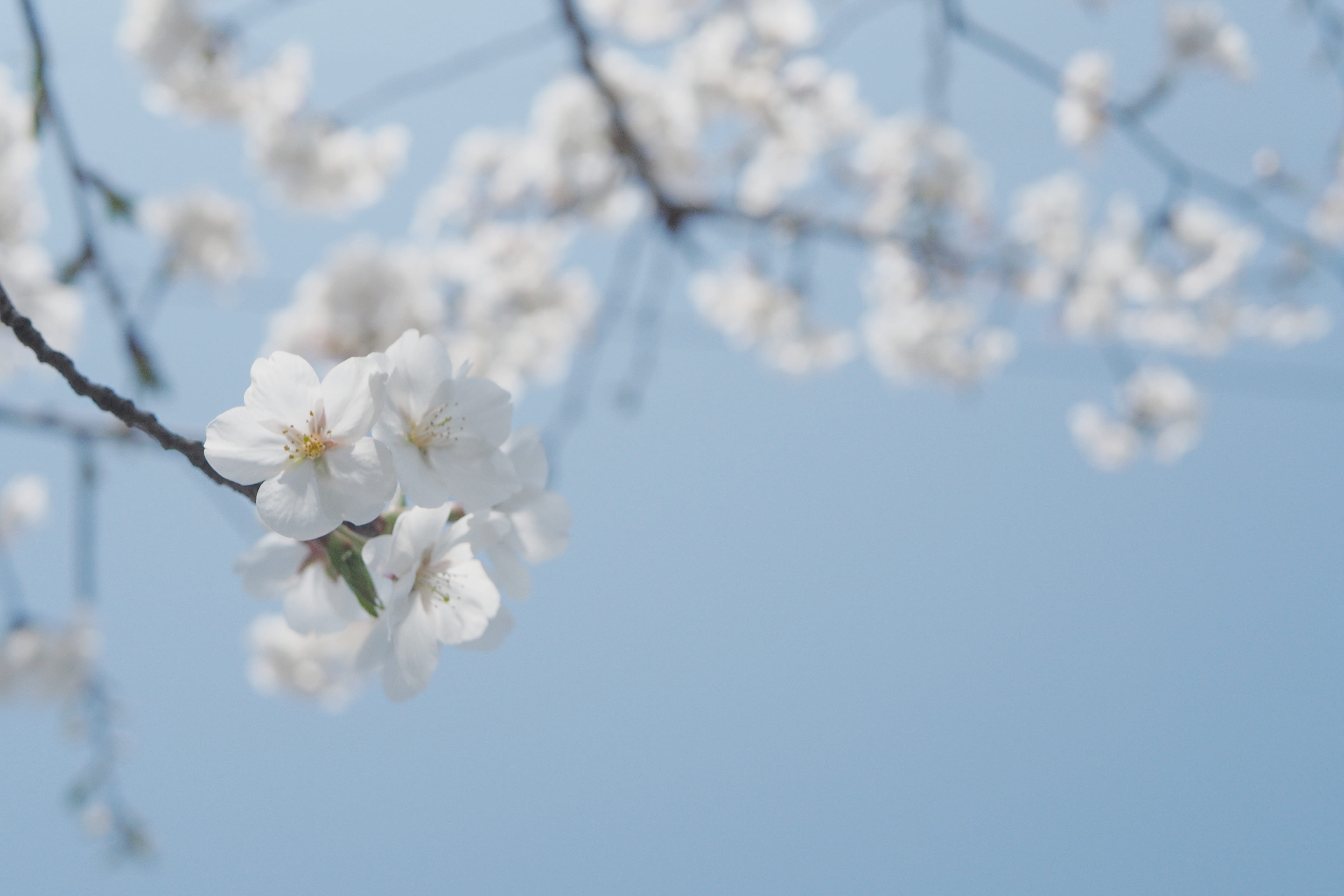 fruit tree, no people, sky, branch, day, springtime, fragility, anemone, accessory, geranium, accessories, pollen, 4K, goggles, flower, crocus, close-up, HD Wallpaper
