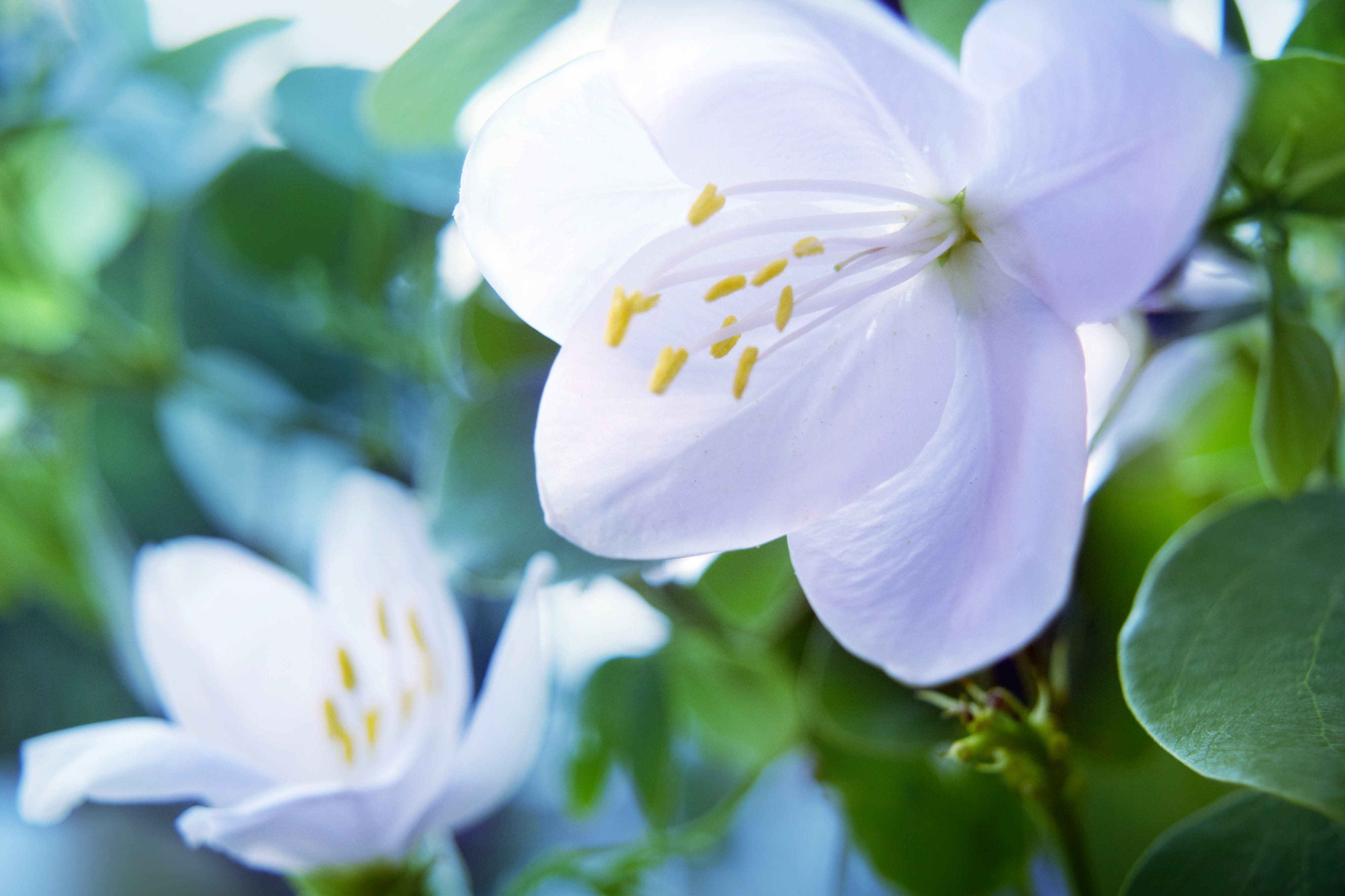 spring, purity, flower, jasmin, flower head, flowering plant, anthers, springtime, beauty in nature, bloom, fragility, plant, white color, 4K, freshness, HD Wallpaper