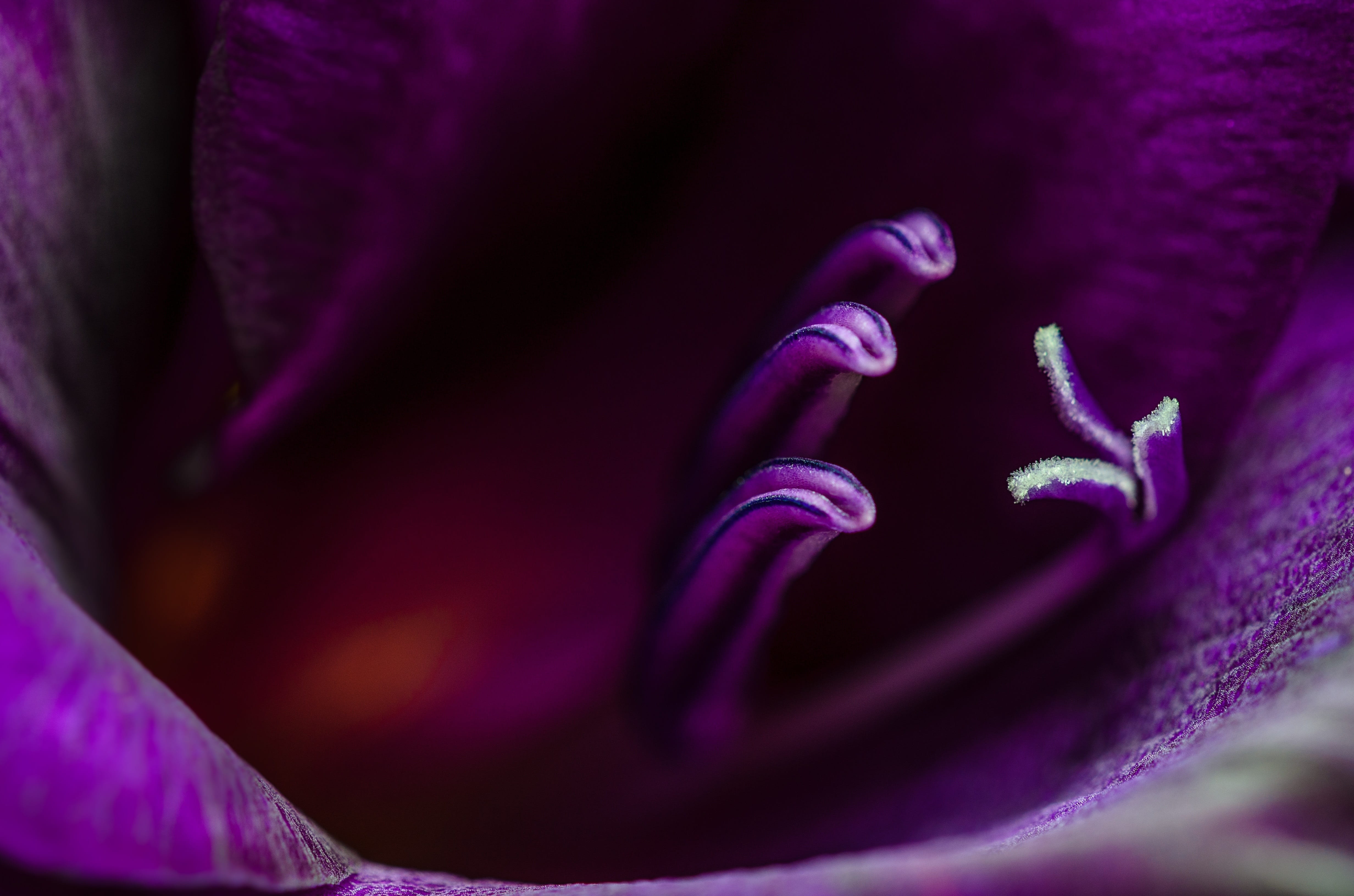 petal, purple, nature, inflorescence, no people, plant, flower head, anther, stamen, macro, viloet, magenta, growth, full frame, beauty in nature, pistil, HD Wallpaper