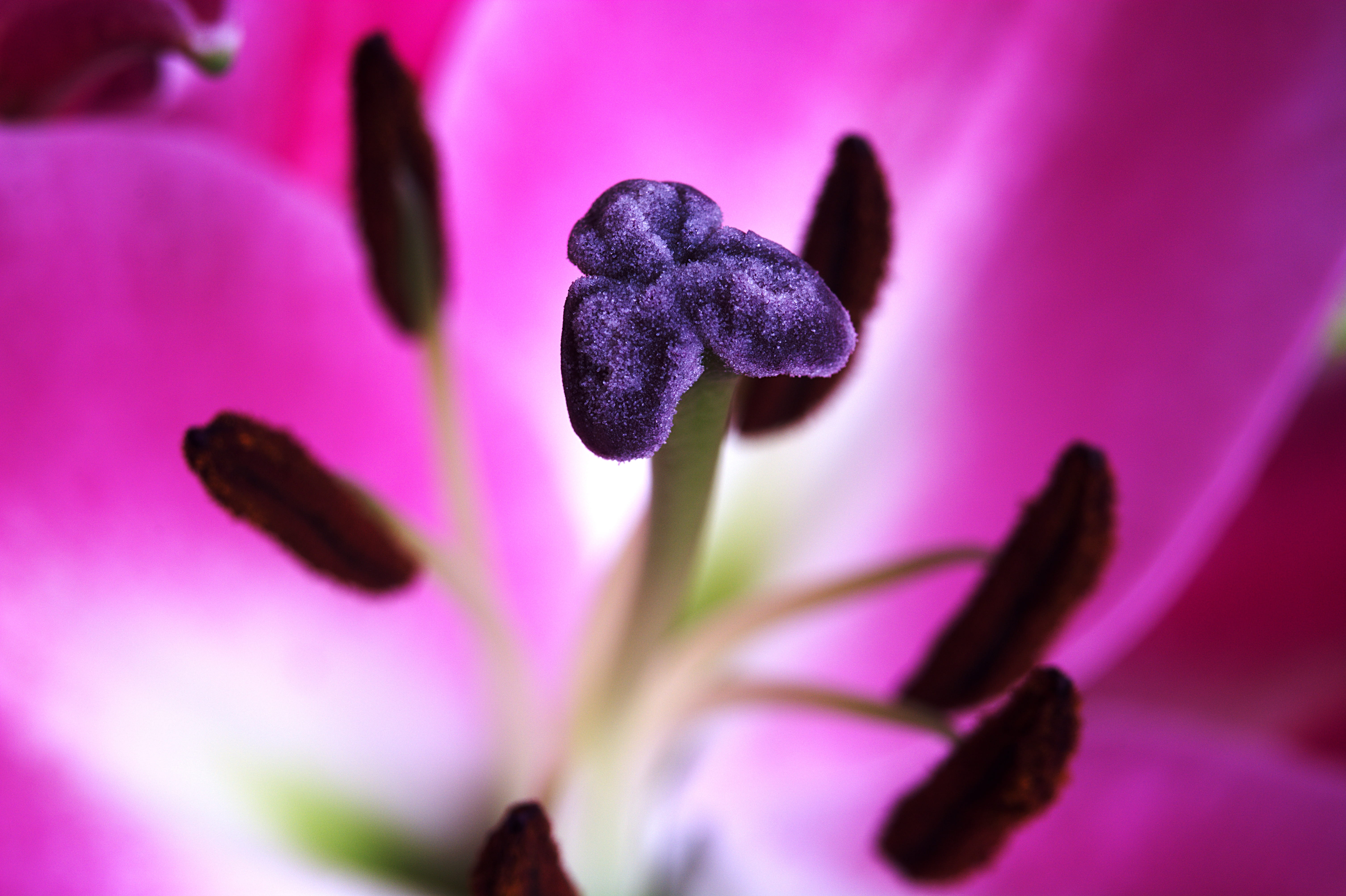 flower head, springtime, stigma, bloom, no people, close-up, inflorescence, botany, floral, selective focus, vulnerability, purple, anther, flower, plant, HD Wallpaper