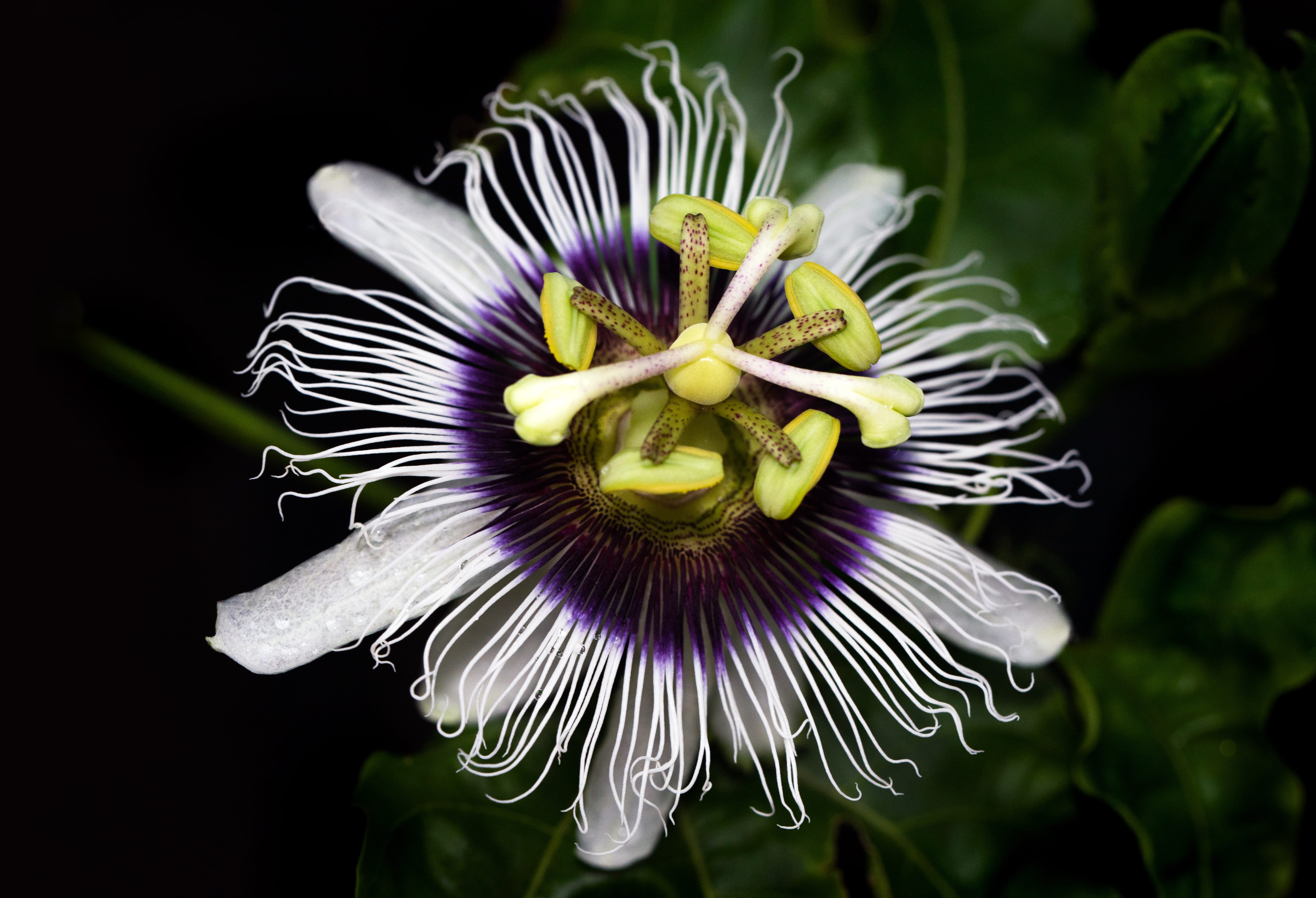 freshness, yellow, flower parts, david clode, plant, garden, flowering plant, close-up, cairns, blossom, petals, pollen, passiflora, white, flower head, HD Wallpaper