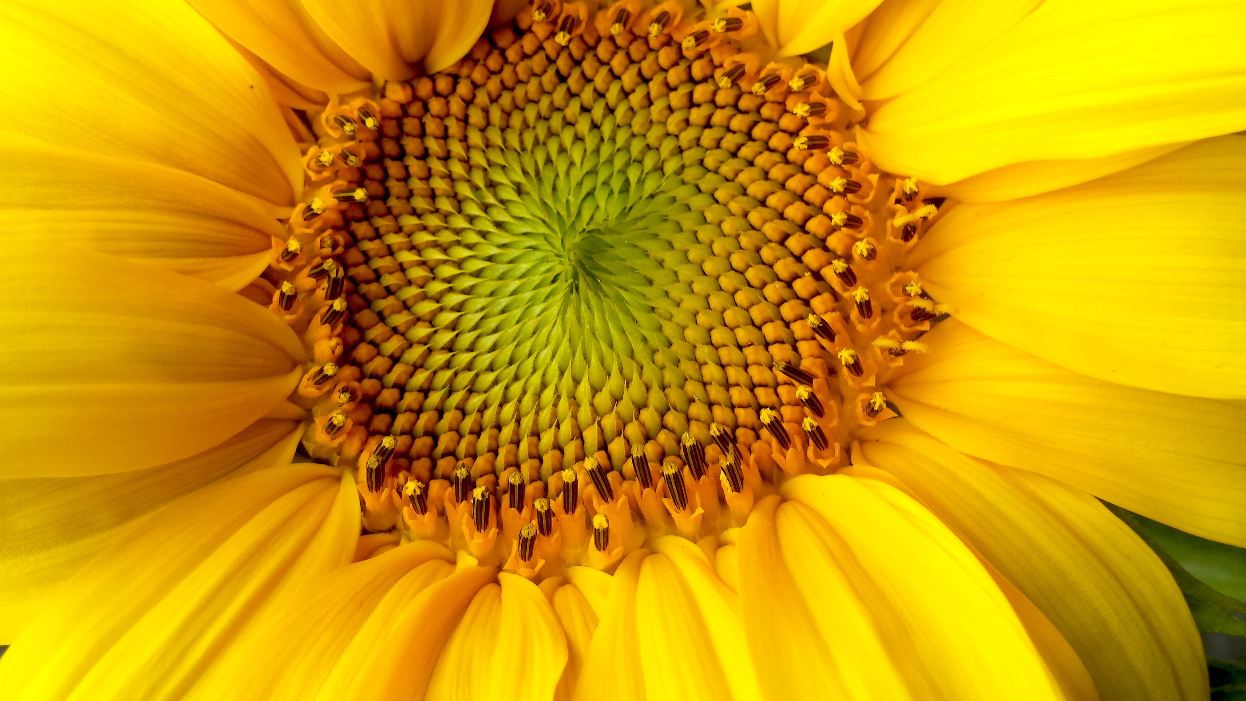 outdoors, pollen, flower, young flower, no people, springtime, inflorescence, yellow petals, close-up, flowering plant, plant, london, vulnerability, natural pattern, HD Wallpaper