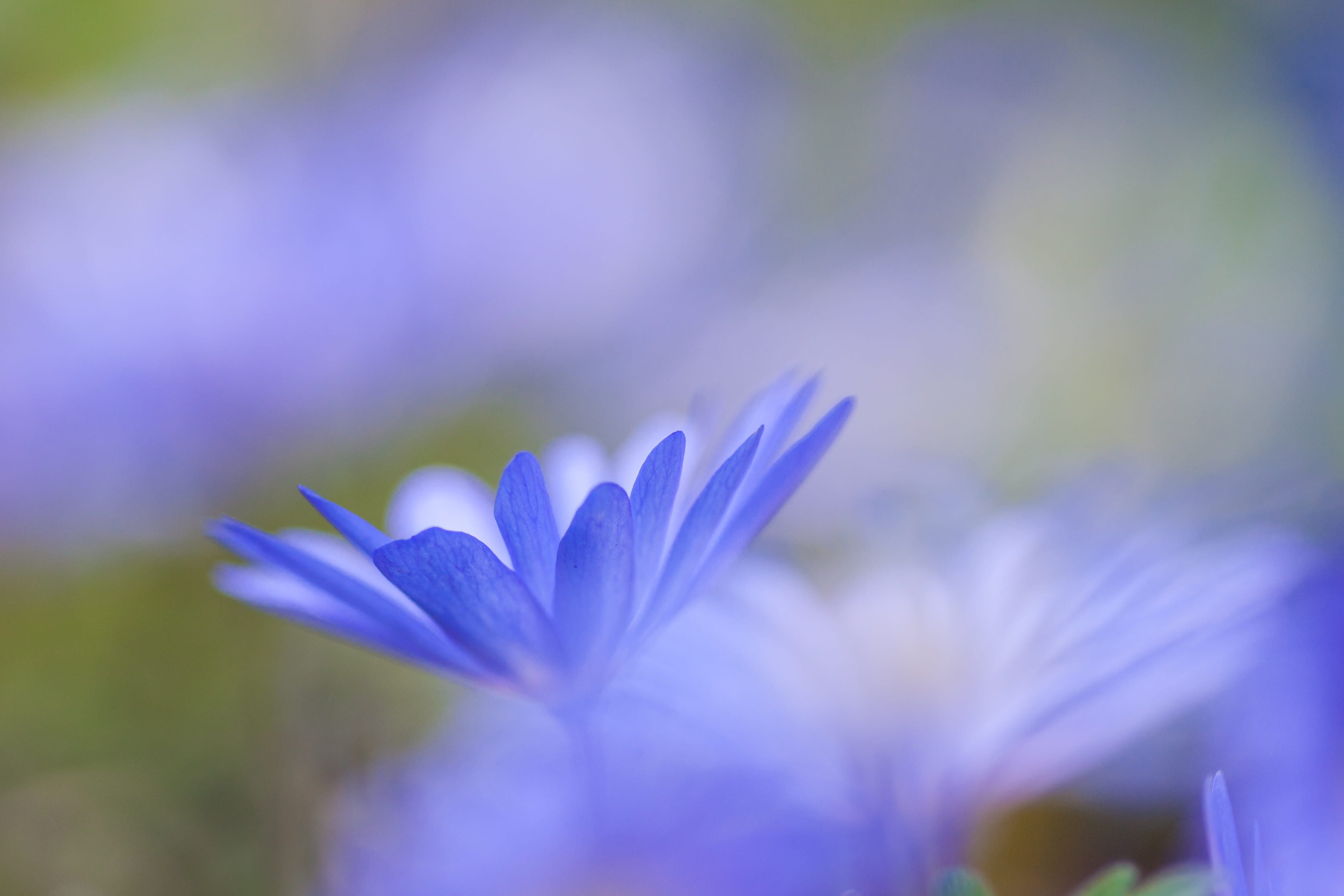 close-up, vulnerability, blue, macro, daisies, flower, flowers, anther, spring, growth, 4K, beauty in nature, geranium, nature, aster, day, tranquility, HD Wallpaper