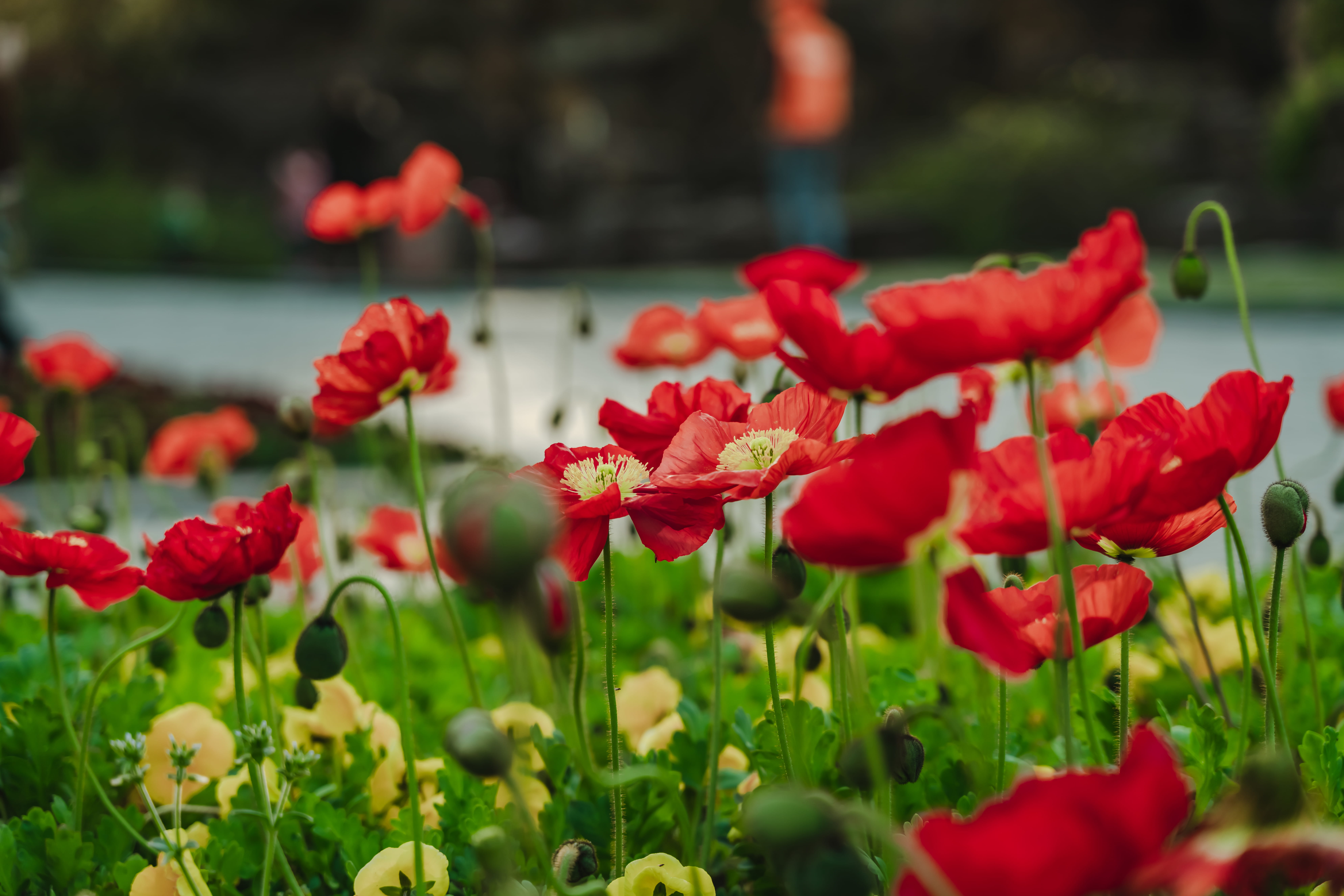 freshness, tulip, photography, vulnerability, nature, flower head, selective focus, plant, growth, no people, close-up, flowers, beauty in nature, day, HD Wallpaper