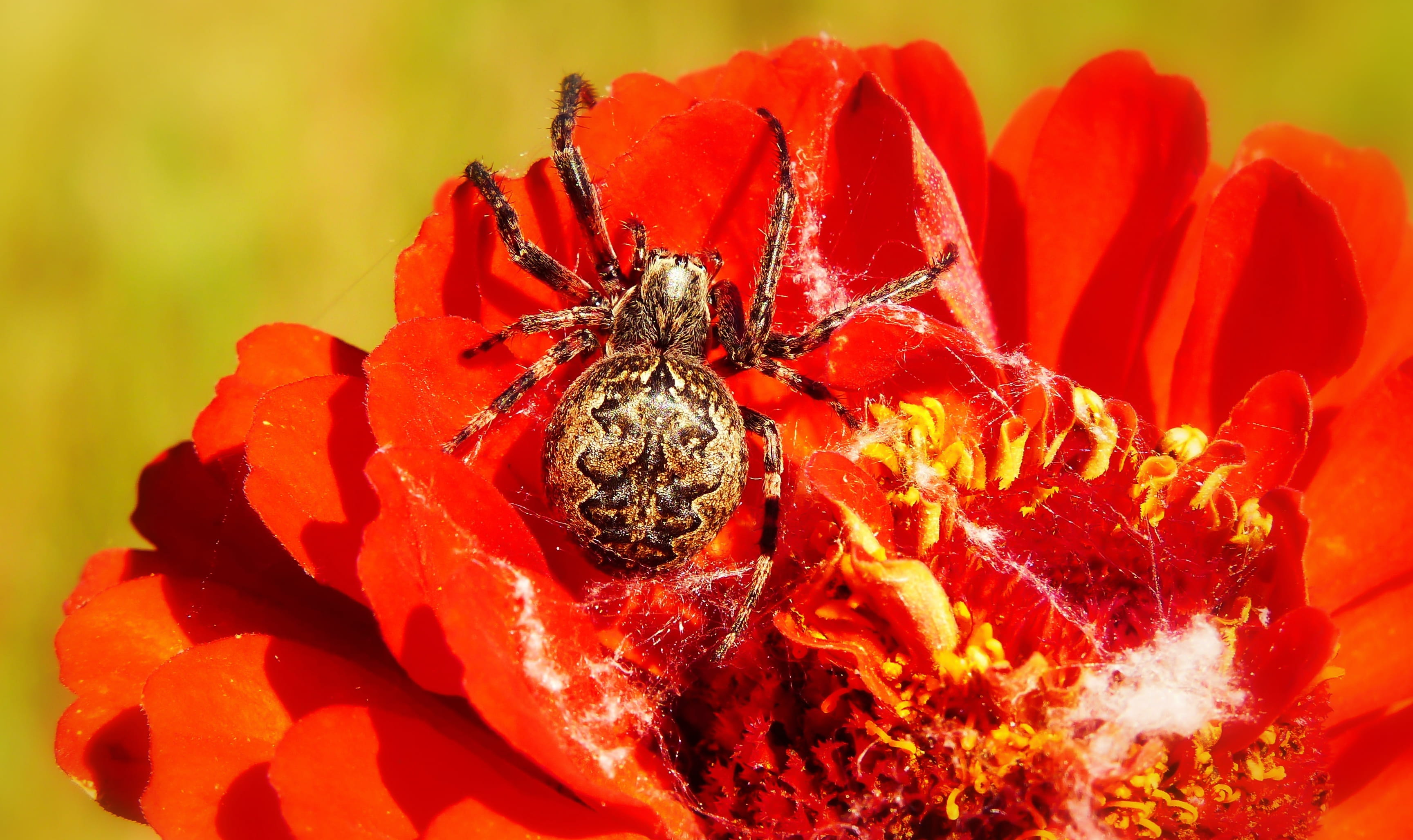 beauty in nature, plant, flower, flower head, animal, insect, focus on foreground, anther, close-up, legs, anemone, blossom, freshness, day, arachnid, nature, HD Wallpaper