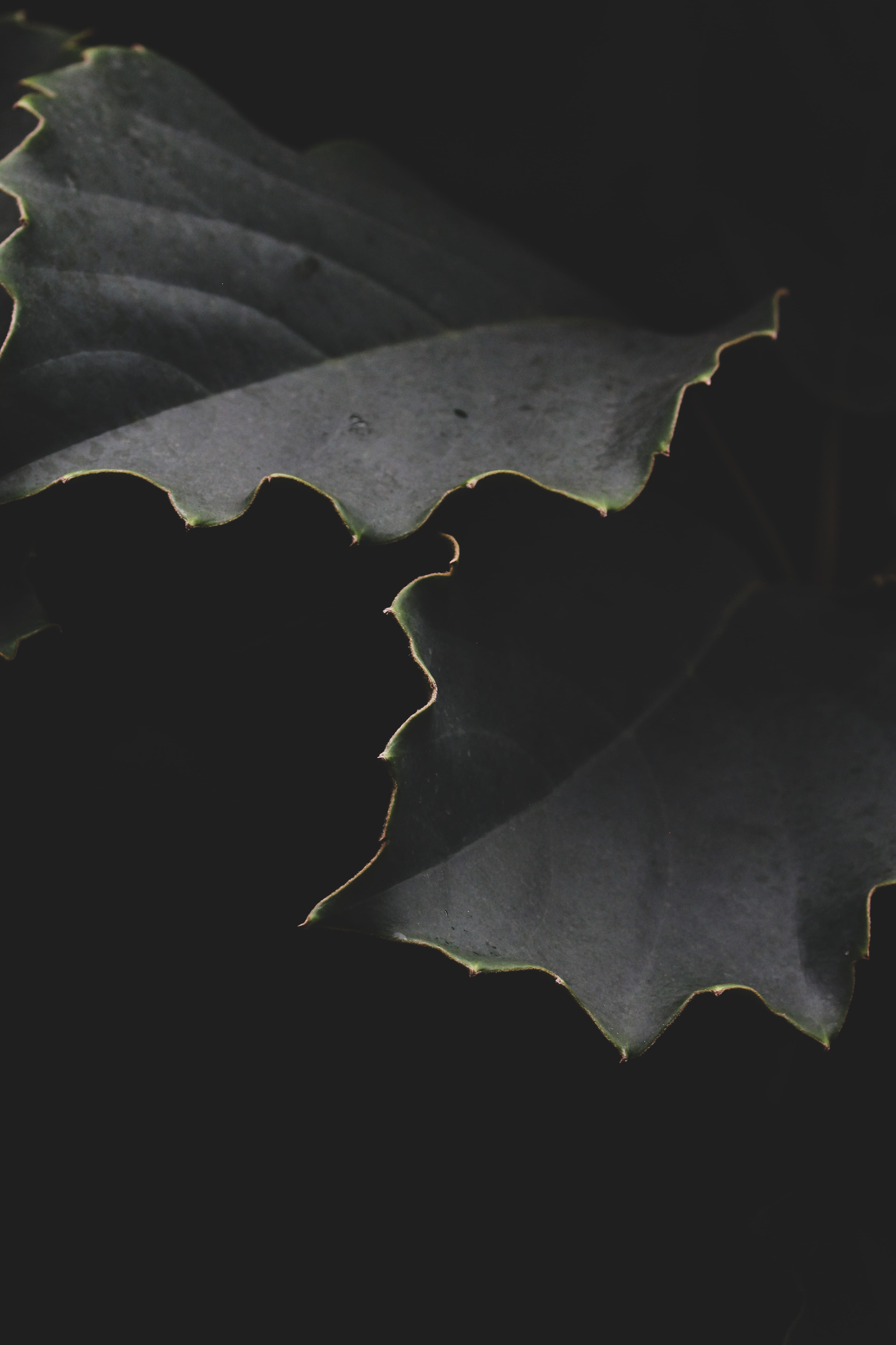 yellow, petal, leaves, gold, dry, vulnerability, high angle view, growth, tranquility, pond lily, 5K, lily, leaf, tobacco, maple, fragility, maple leaf, Phone HD Wallpaper