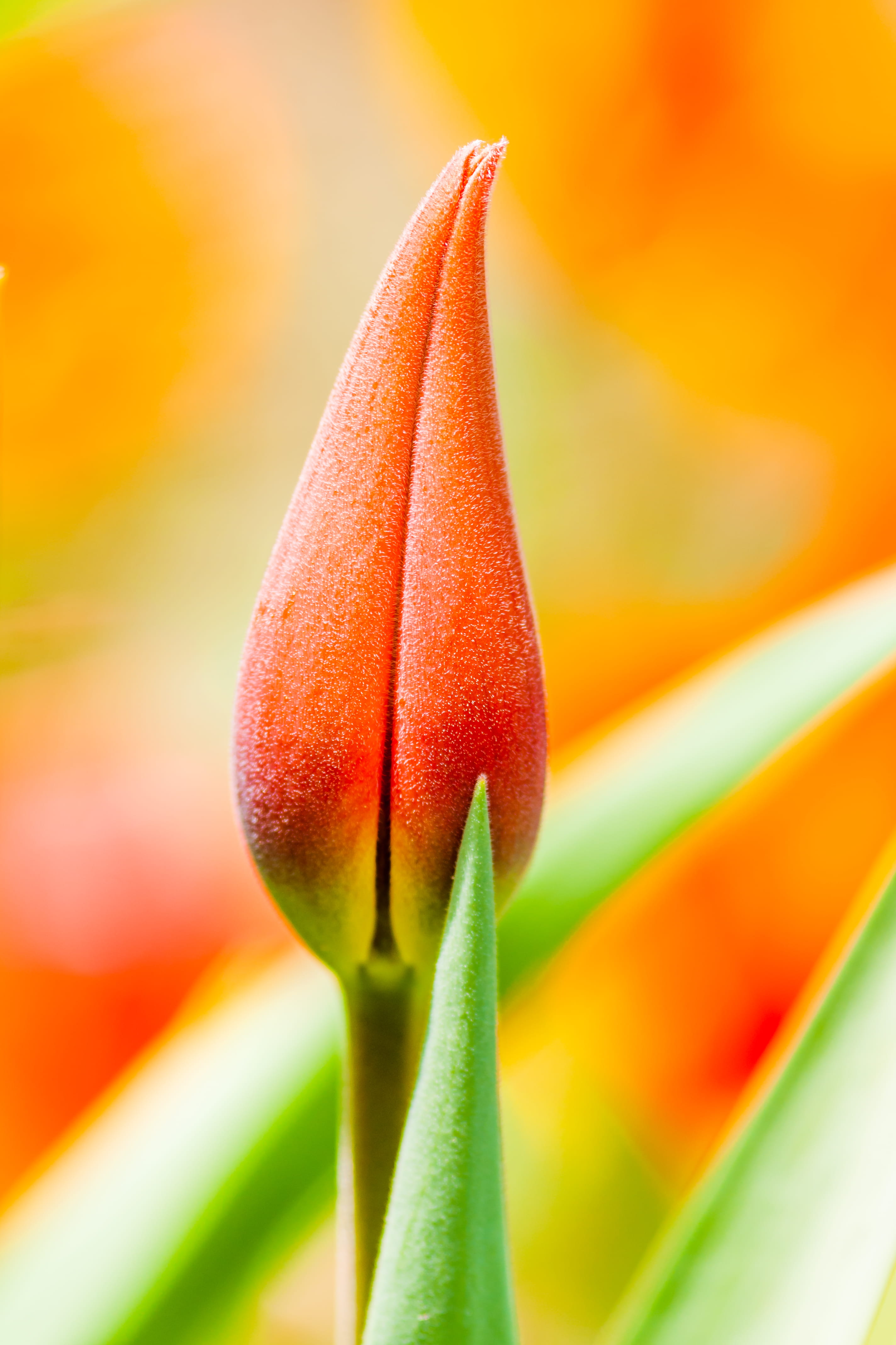 orange, inflorescence, botany, soft focus, anther, pruhonice, flower, red, nature, selective focus, daisies, czech republic, tulip, sprout, 4K, freshness, Phone HD Wallpaper