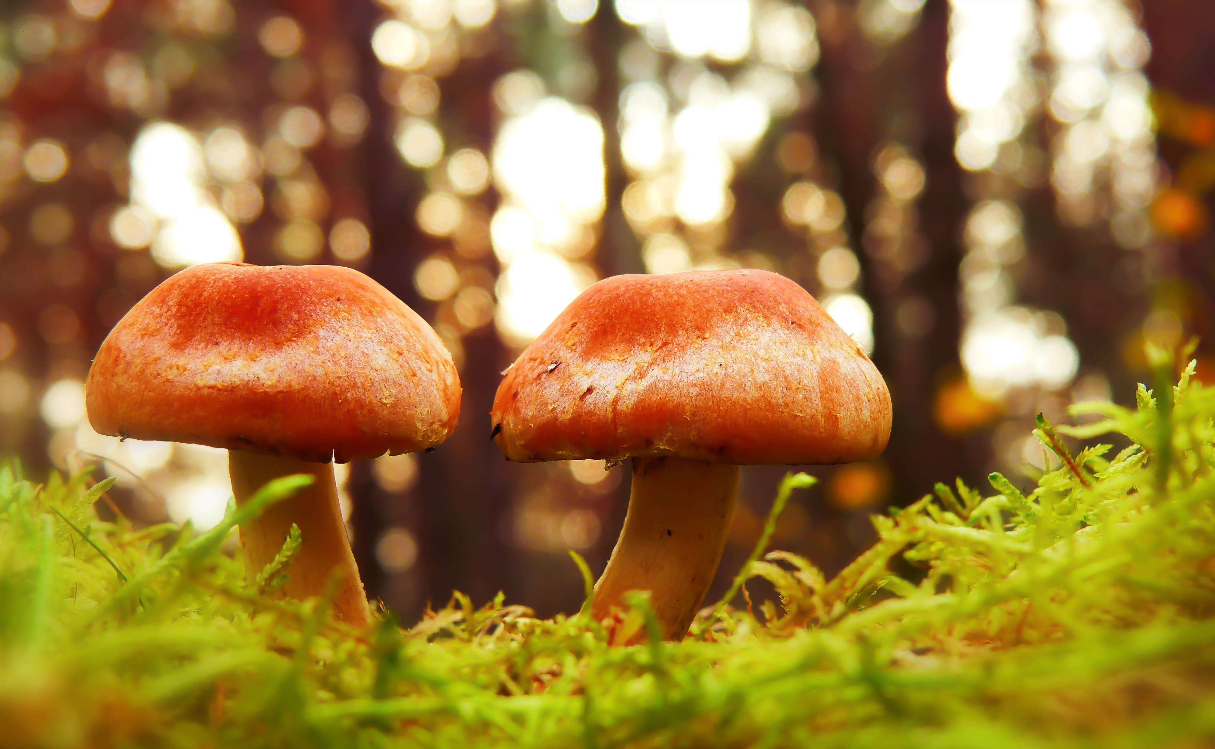 fly agaric mushroom, forest, plant, two, planter, blossom, brown, photo, land, no people, anther, fern, food, amanita, freshness, flower, focus, beauty in nature, HD Wallpaper