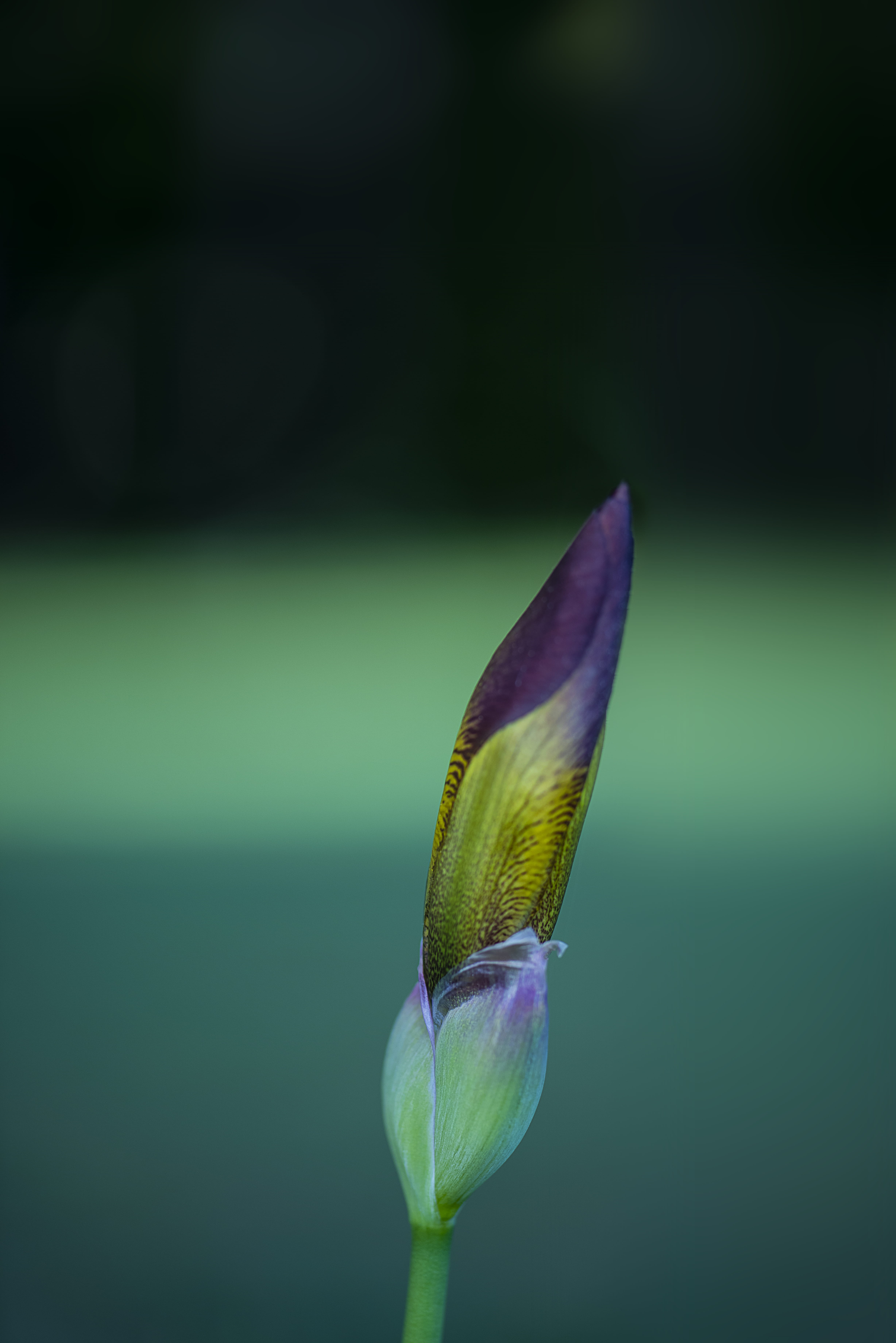 purple, bird, anther, inflorescence, green color, summer, focus on foreground, petal, sunlight, animal, vulnerability, sprout, growth, flower, no people, Phone HD Wallpaper