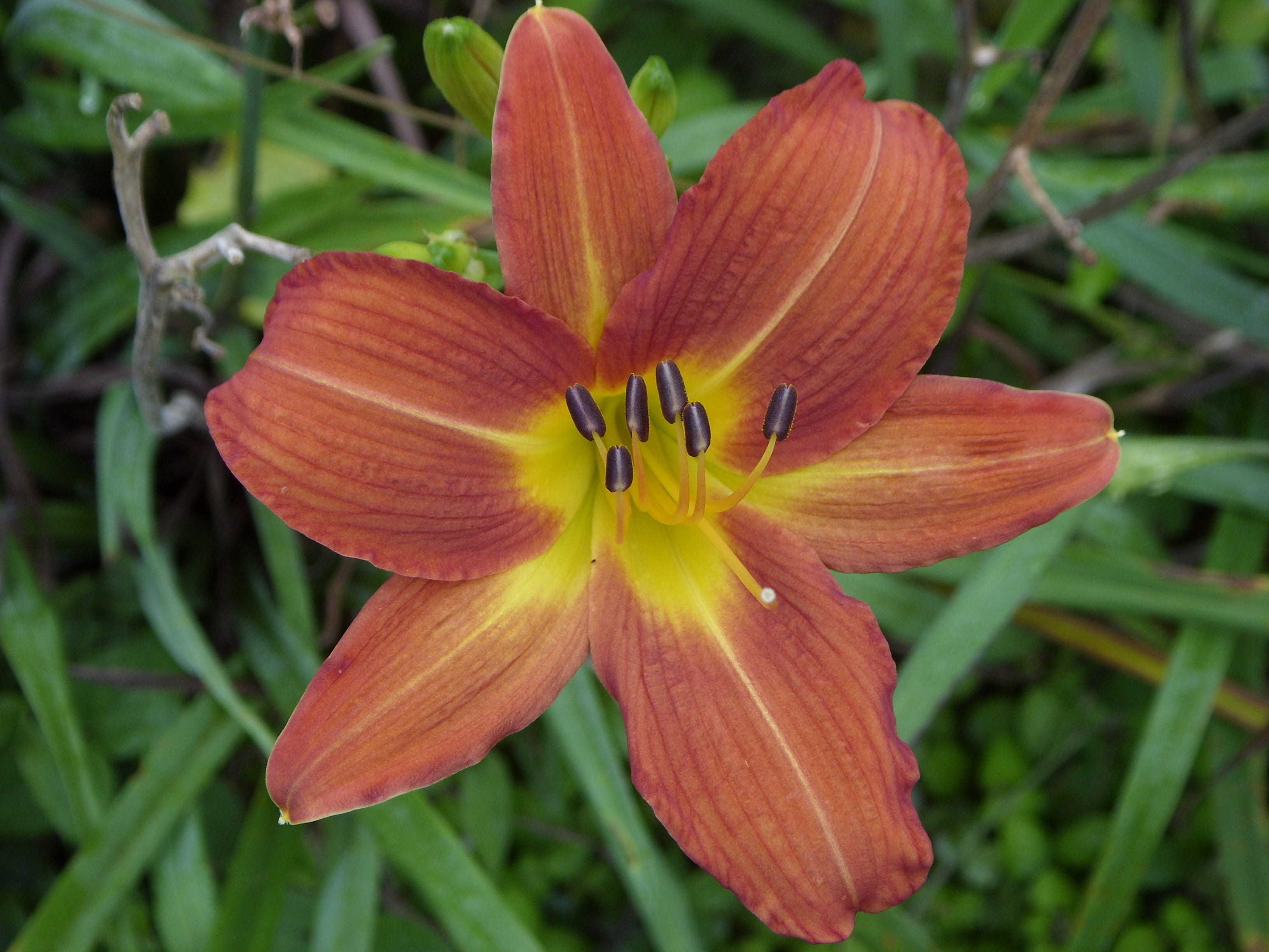 flowers, flower, inflorescence, beauty in nature, day, freshness, vulnerability, no people, colorful, spring, lily, 2K, outdoors, close-up, day lily, flowering plant, HD Wallpaper
