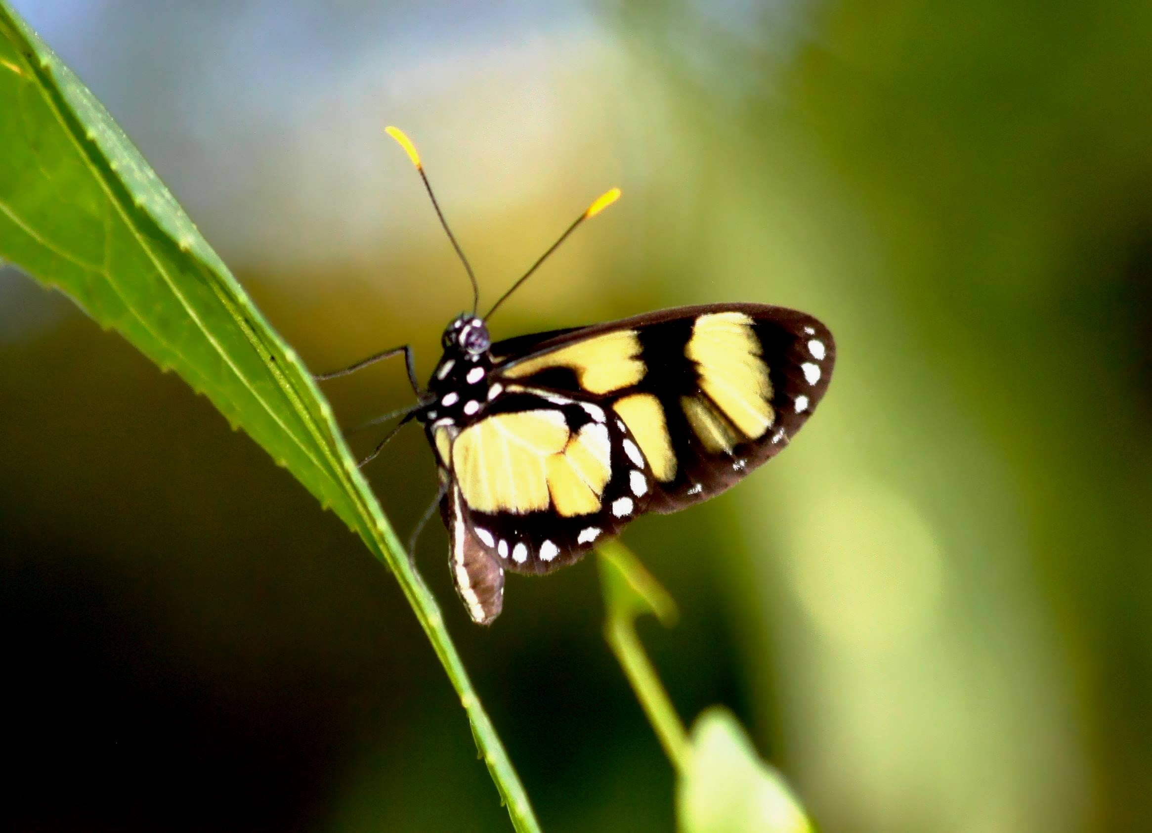 Buzz, animal Wing, butterfly, butterfly - Insect, macro, IMG, close-up, 1080P, Clearwing, nature, insect, Parana, black butterfly, animal, Foz de Iguazu, HD Wallpaper