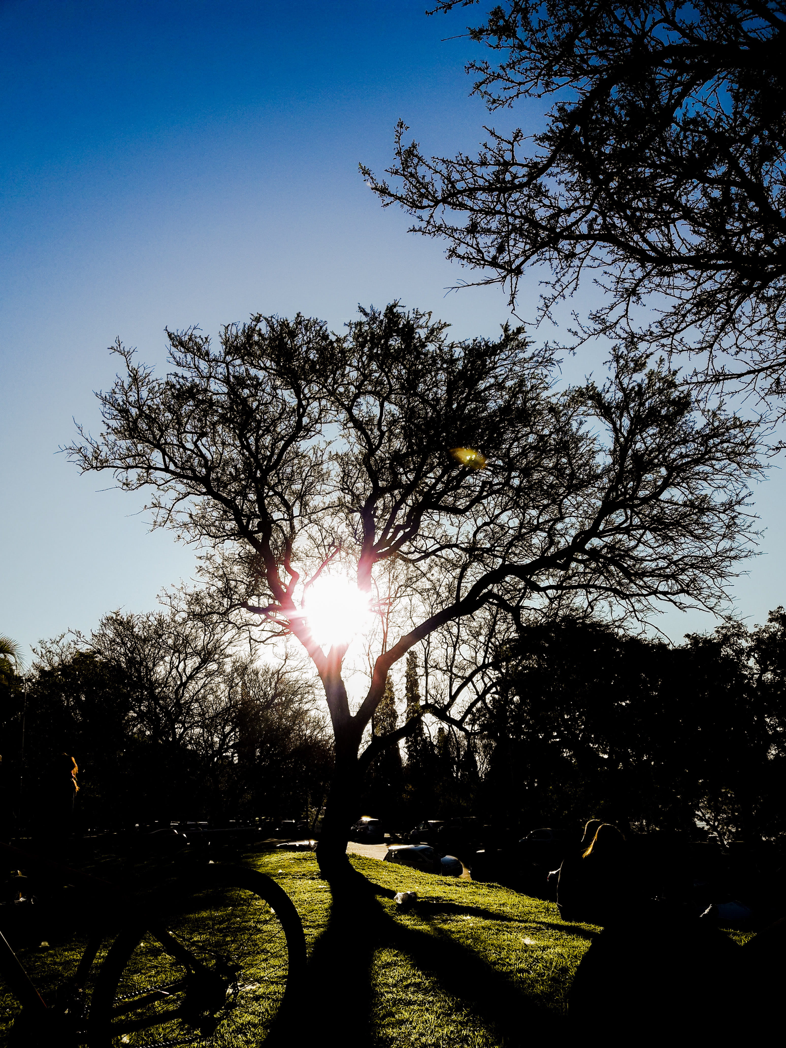 tranquil scene, sunbeam, scenics - nature, plant, branch, sun, streaming, day, brightly lit, growth, sunlight, outdoors, sunny, argentina, parana, beauty in nature, Phone HD Wallpaper
