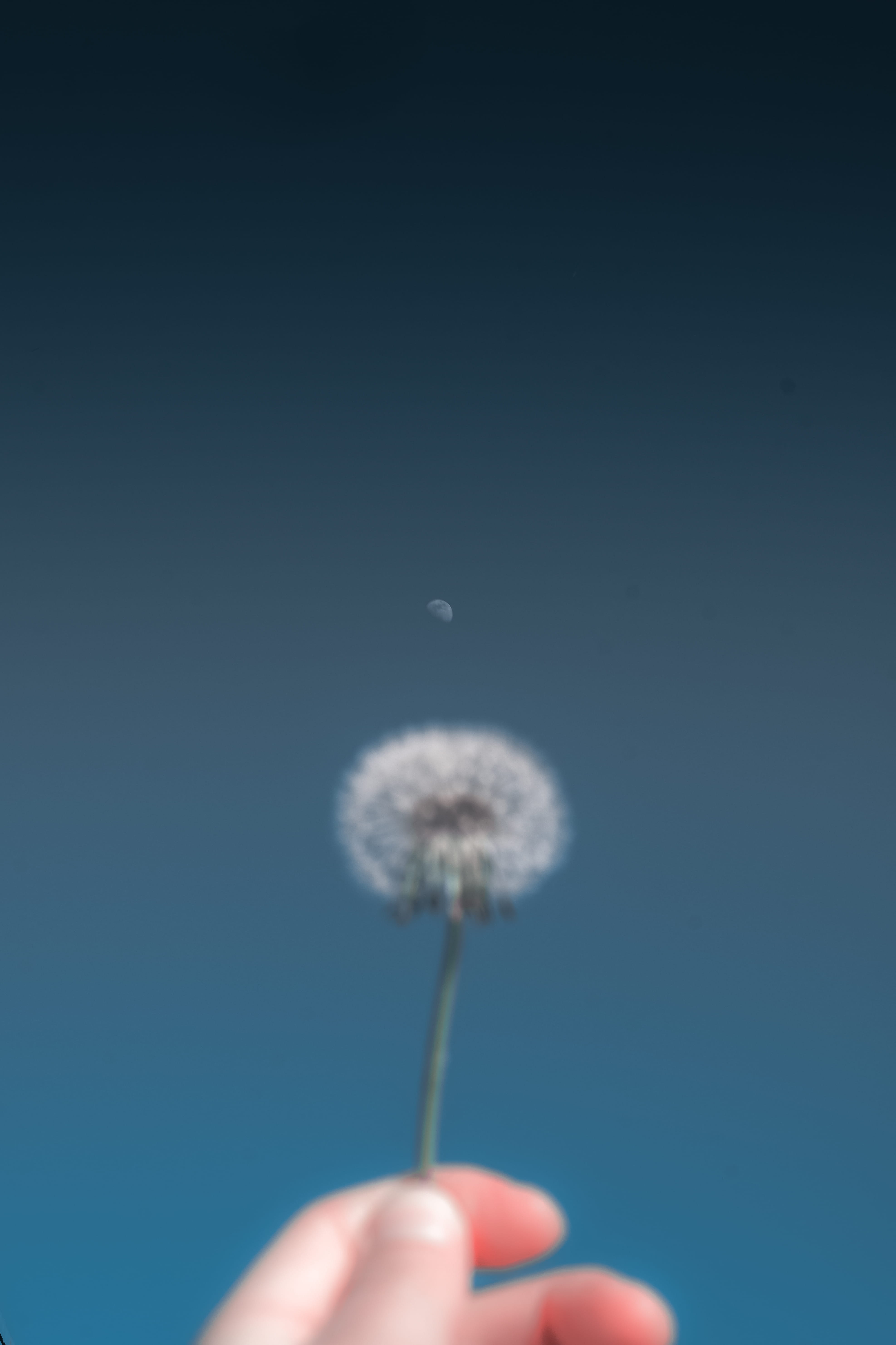 blossom, azure sky, nature, person, blue, cinematic, human body part, dandelion, vulnerability, minimalistic, freshness, hand, anther, outdoors, moon, photo, Phone HD Wallpaper