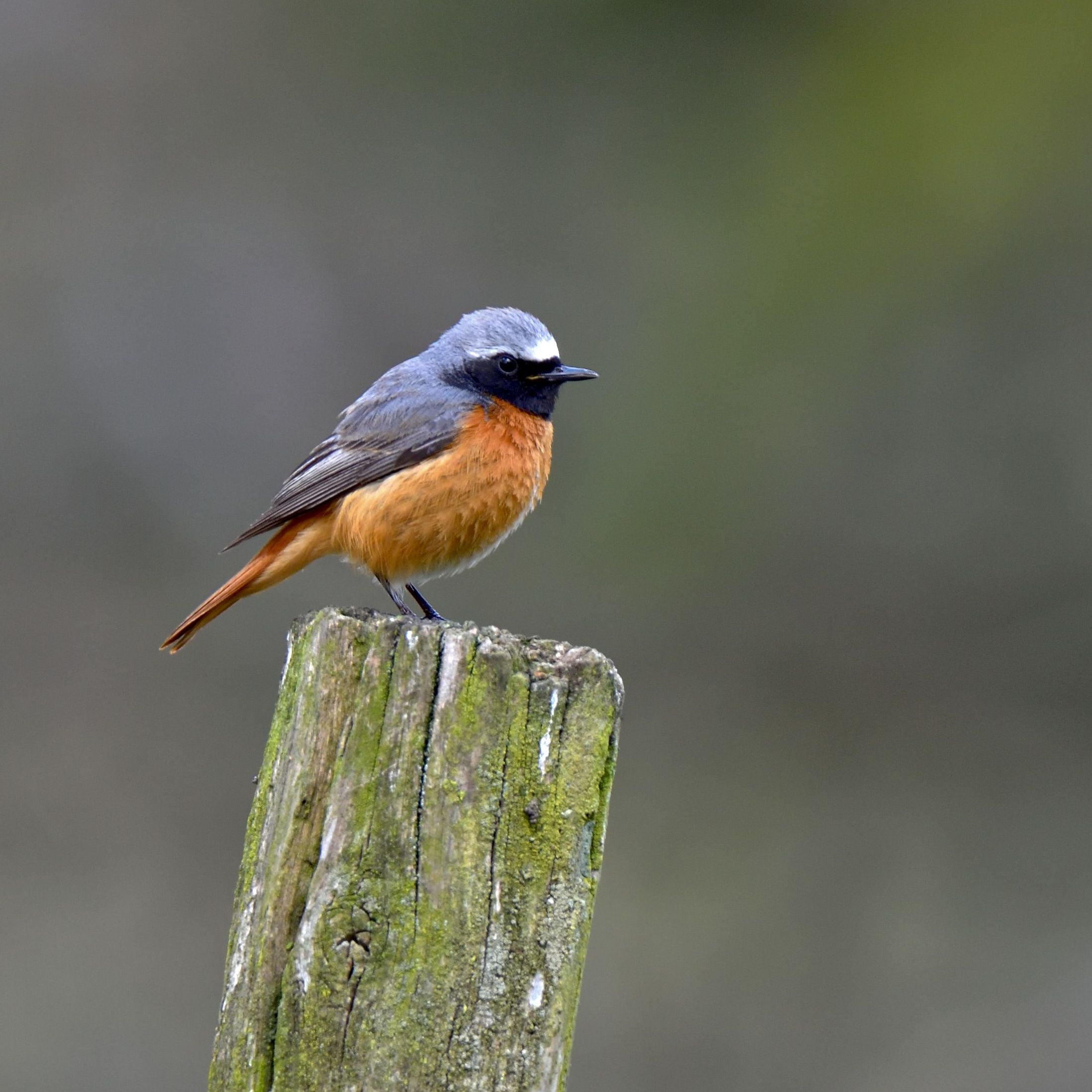 outdoors, Redstart, Tamron, wildlife, bird, Sussex Wildlife Trust, Ashdown Forest, Nikon D810, wooden, Explored, surface, green, black, black bird, brown, Phone HD Wallpaper