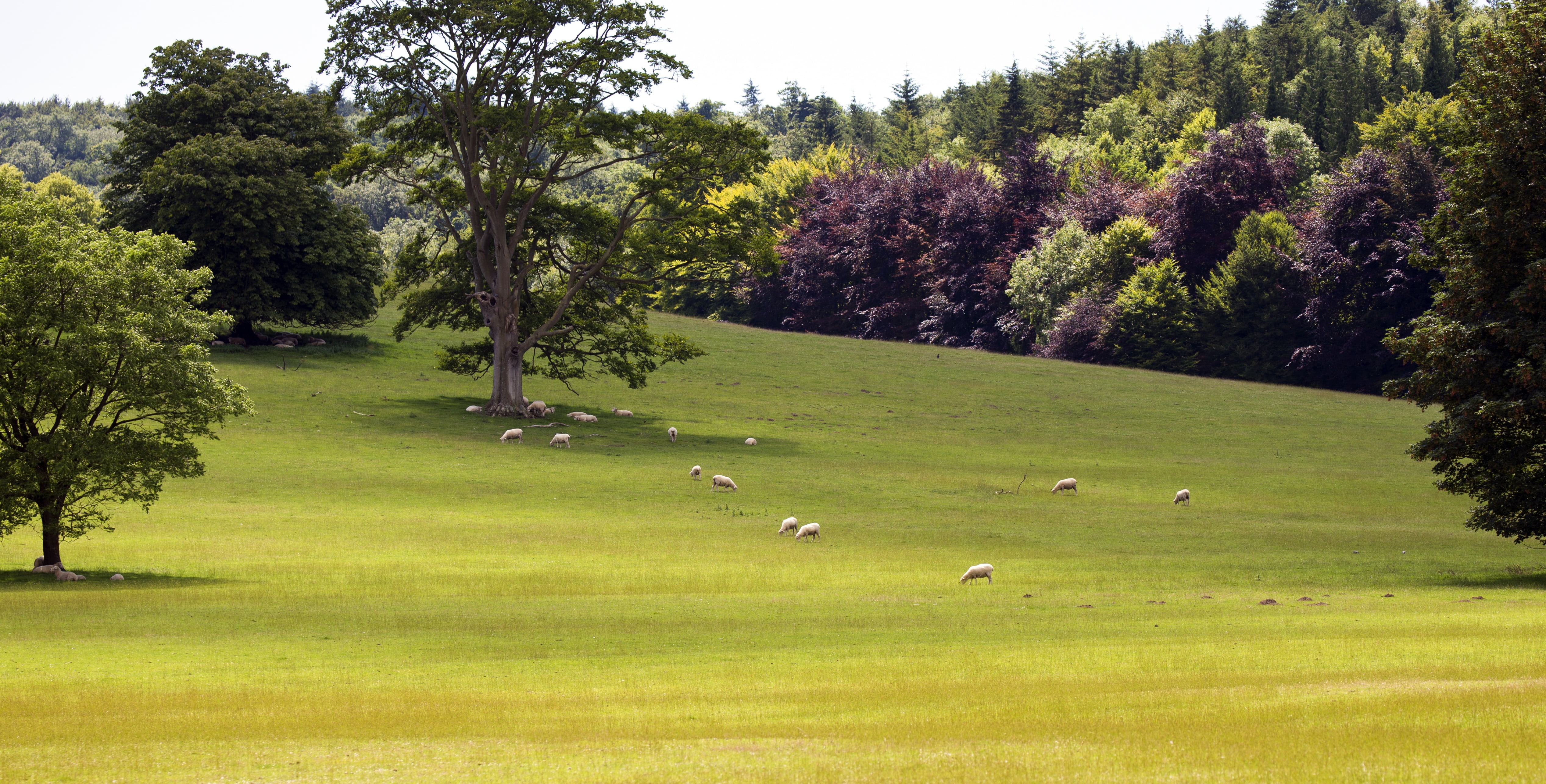 growth, tree, green Color, sky, domestic animals, day, south downs, nature, animals, mammal, beauty in nature, field, grazing sheep, english landscape, HD Wallpaper