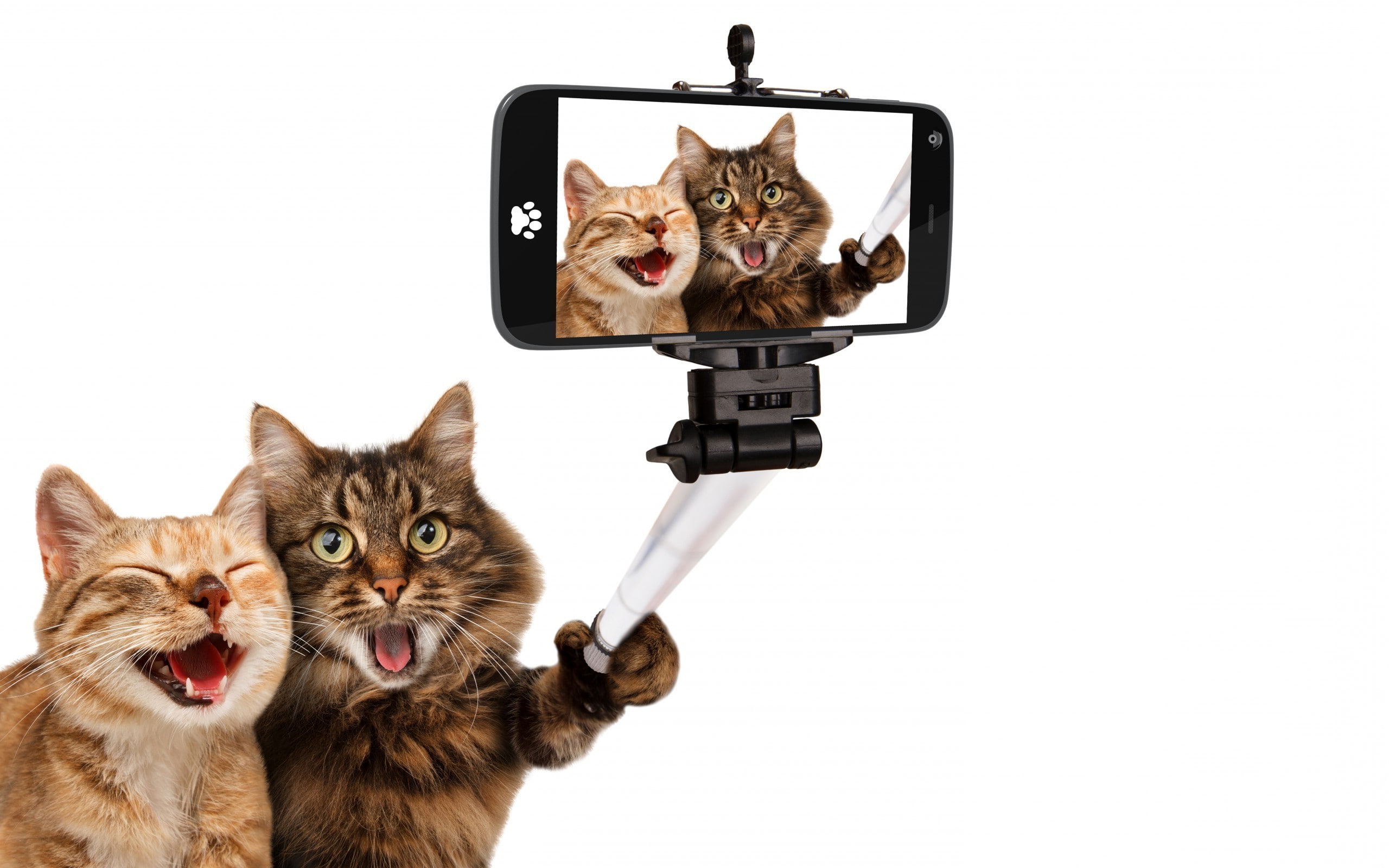 Pet, Photo Manipulation, 2K, Laughing, White Background, humor, Photoshopped, cat, Selfie stick, Selfies, animals, Smartphone, HD Wallpaper