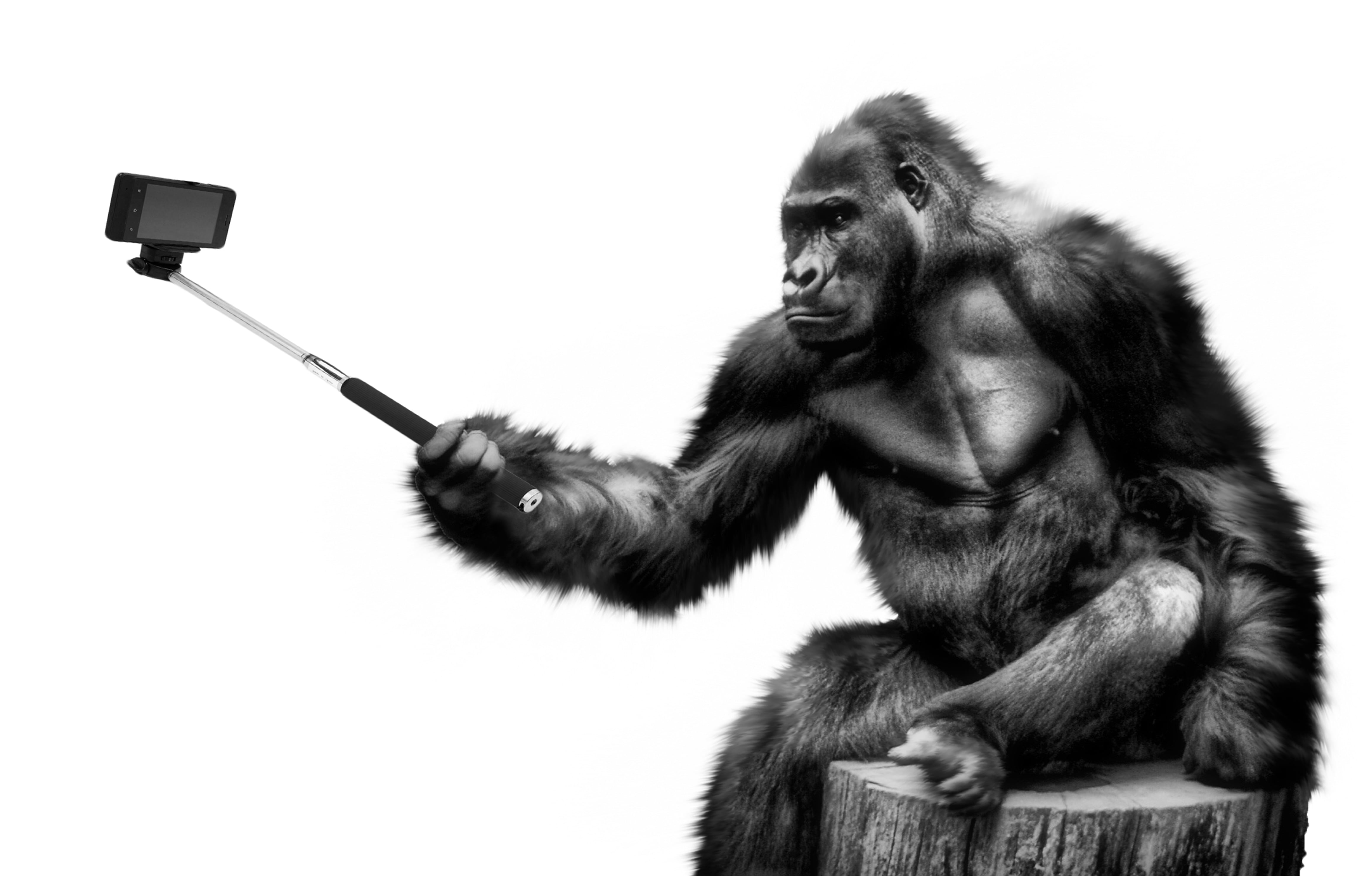 animal wildlife, stick, one animal, ape, photo, steel, 4K, fun, looking, mobile, vertebrate, illustration, technology, communication, black, camera, animals in the wild, HD Wallpaper