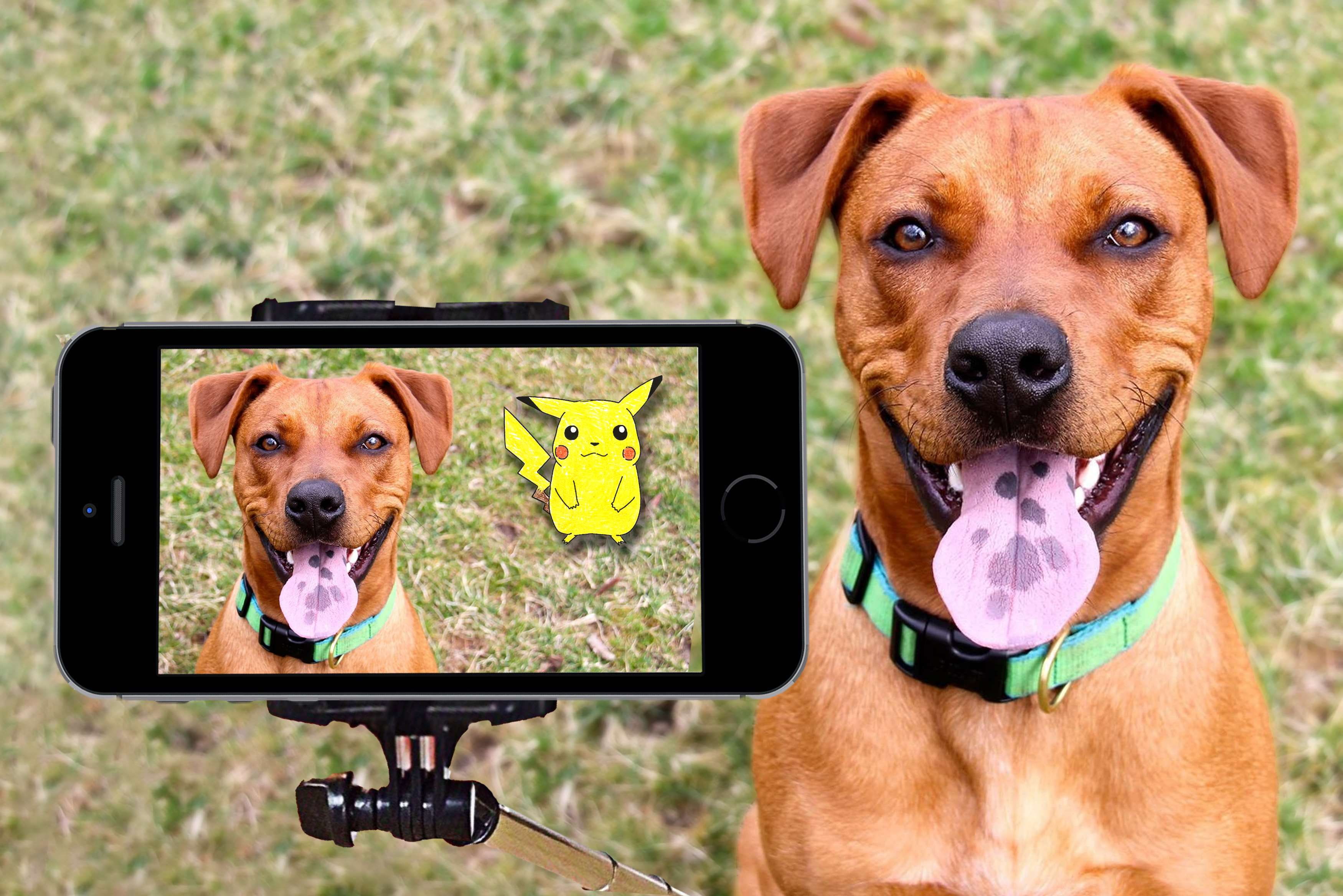 photos, collar, pets, domestic, remix, pokemon go, 2K, smartphone, portrait, selfie stick, one animal, outdoor, mashup, animal themes, digital art, animal, HD Wallpaper
