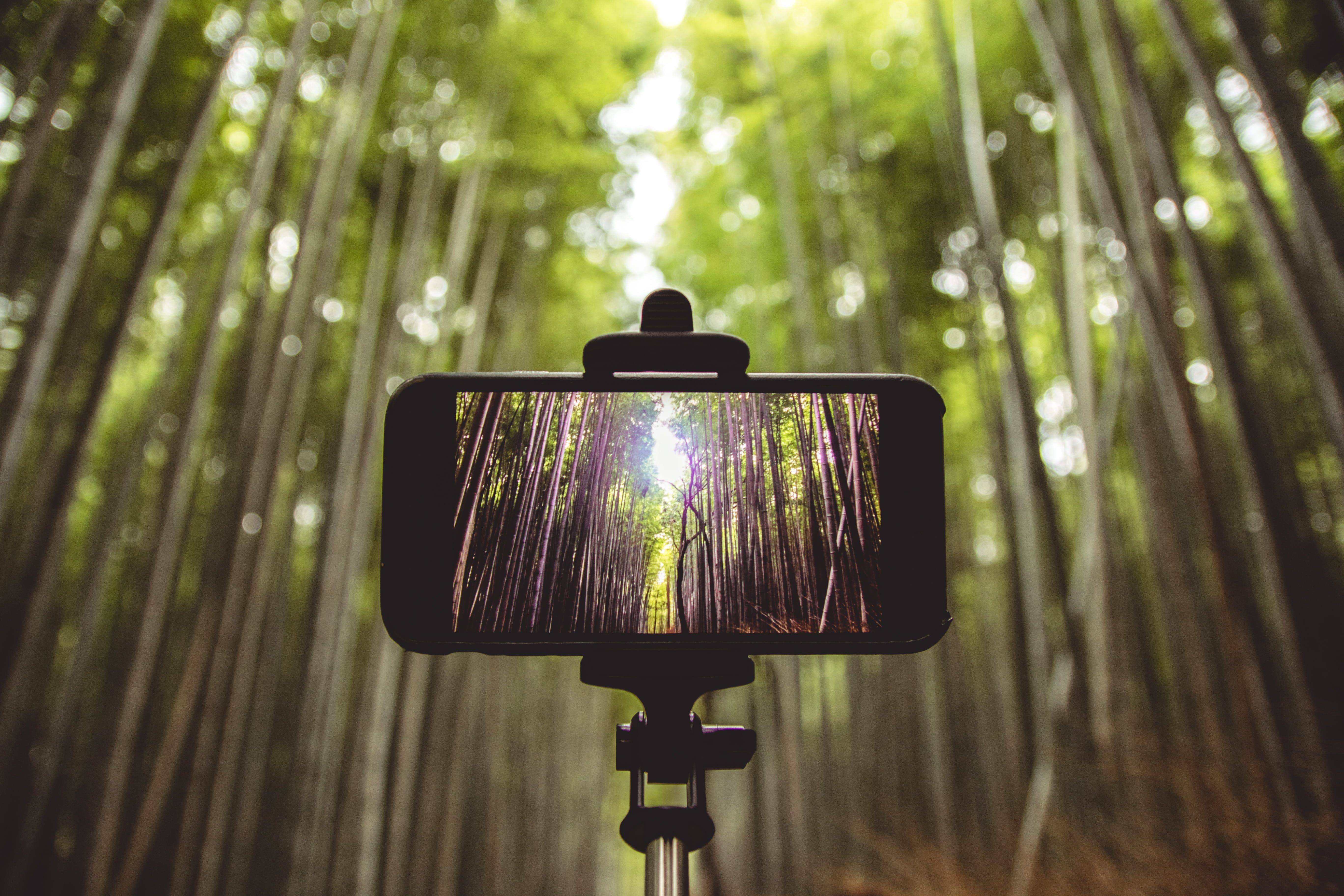 photography, camera - photographic equipment, landscape, outdoors, 5K, digital camera, dawn, shallow, plant, focus on foreground, day, technology, sunlight, HD Wallpaper