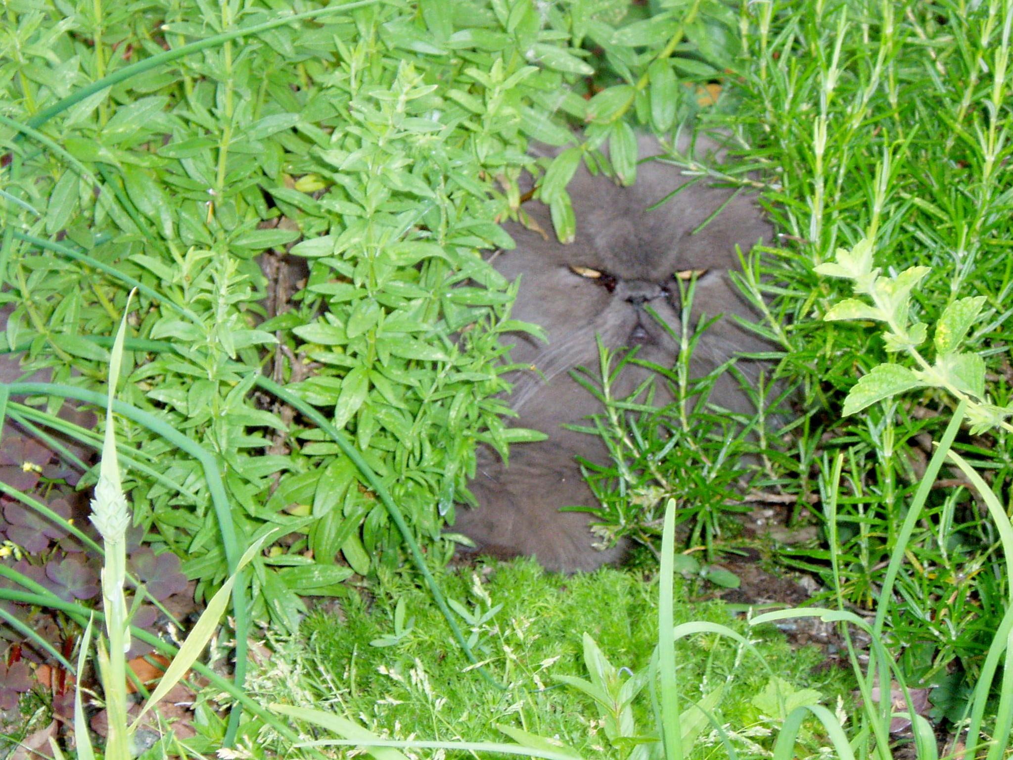 t, see, hidden, blossom, undercover, green, grass, 1080P, can, animals, HD Wallpaper
