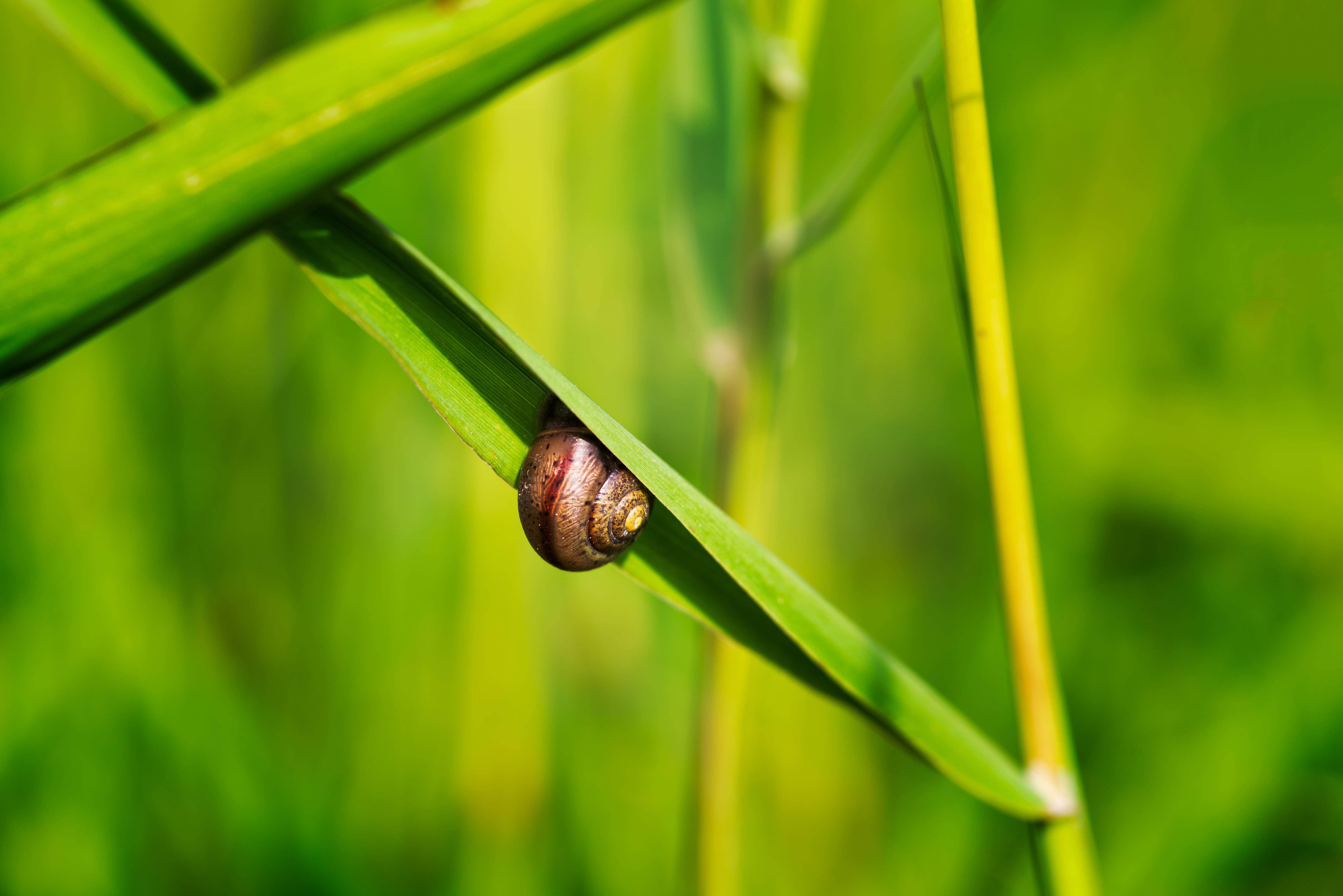 day, outdoor, growth, grass, brown, summer, gastropod, mollusk, blade of grass, focus on foreground, one animal, 5K, animal themes, outdoors, photo, animal, HD Wallpaper