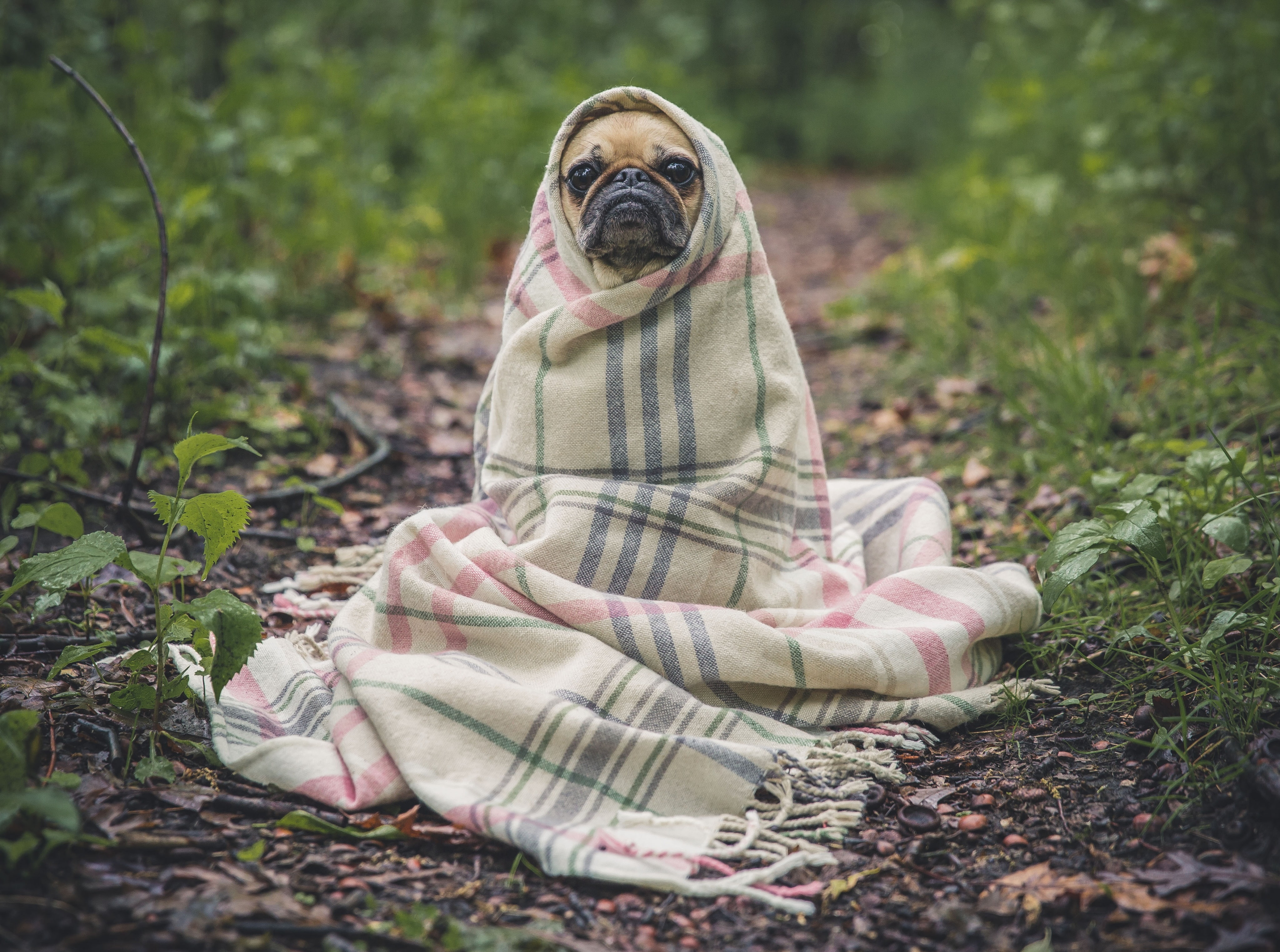 wise, Covered, dog, portrait, full length, Wilderness, Blanket, domestic animals, PetuniaPug, canine, pets, pugbreed, vertebrate, Forest, Funny, field, HD Wallpaper