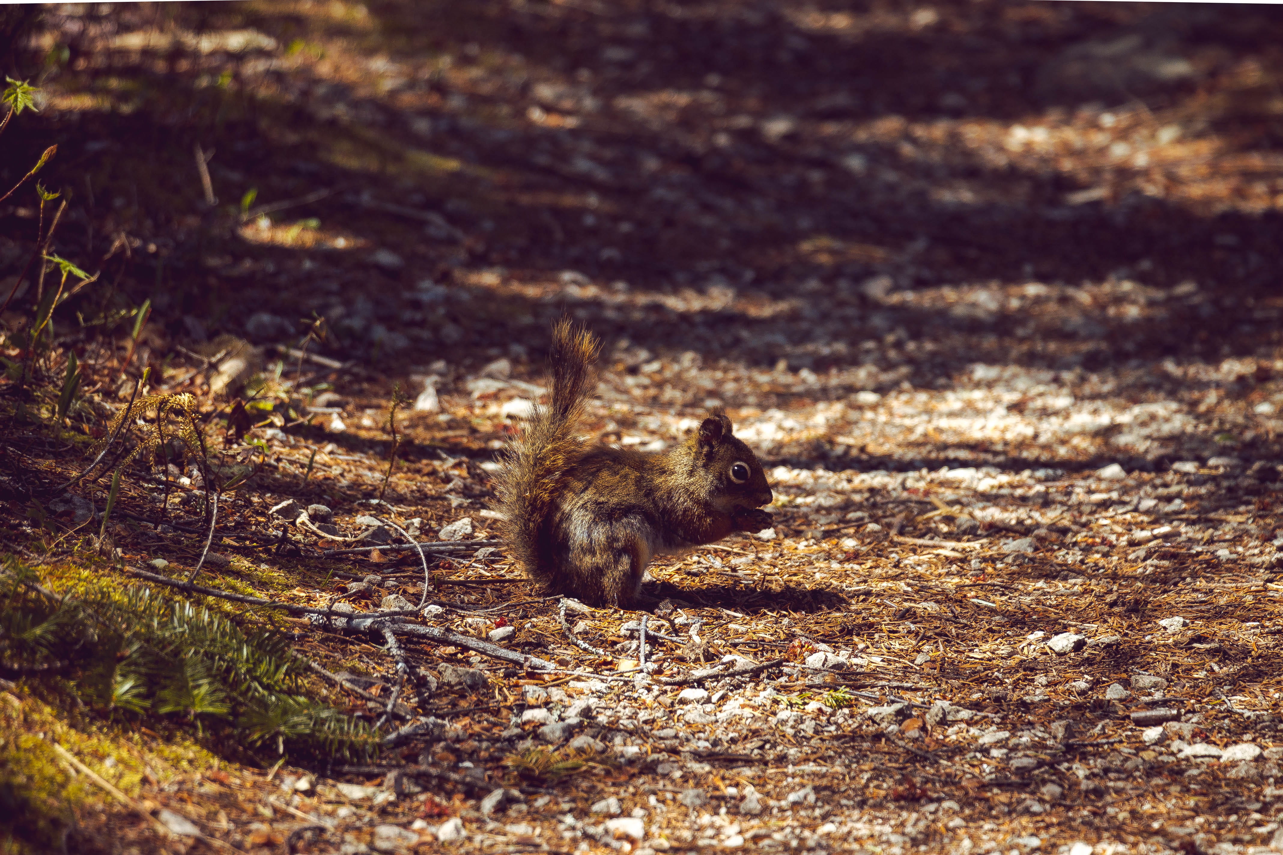squirrel, stoneham-et-tewkesbury, jacques-cartier national park, vertebrate, animal, looking away, no people, animal themes, animals in the wild, mammal, HD Wallpaper