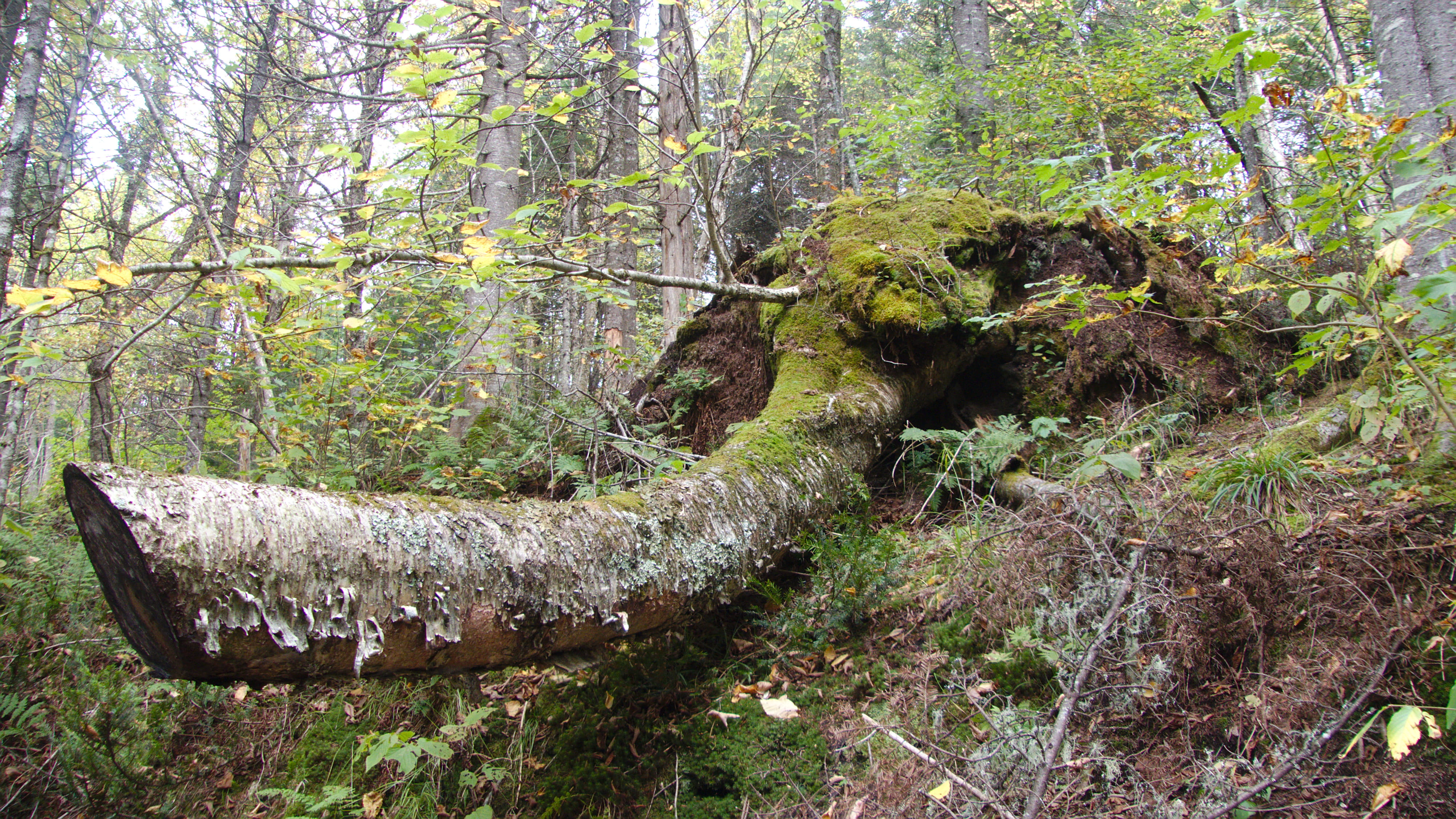 outdoors, bark, tranquility, tree, forest, non-urban scene, plant, trunk, falling, green color, wood, beauty in nature, canada, tree trunk, 4K, stoneham-et-tewkesbury, HD Wallpaper