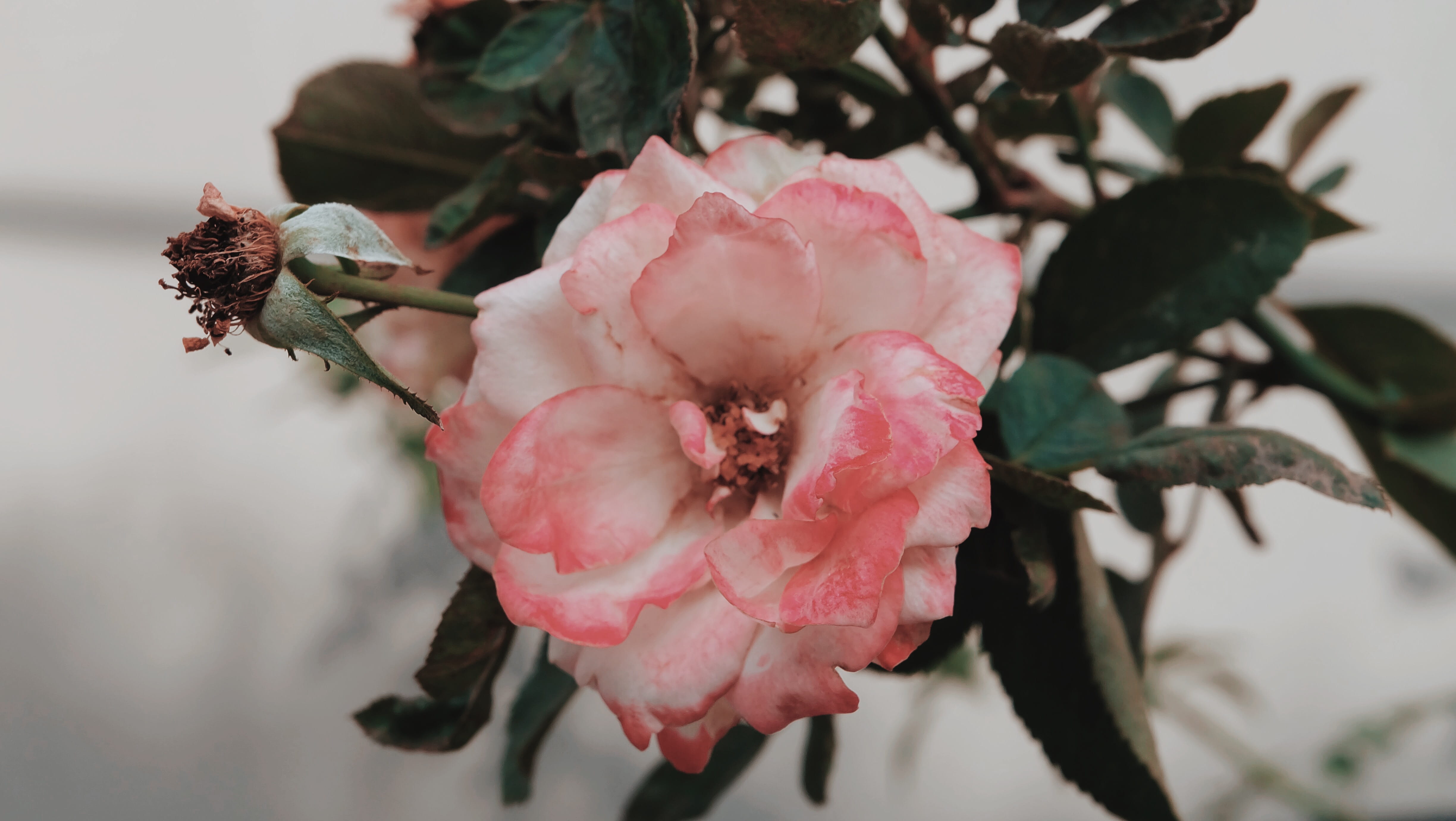 flora, selective focus, flowering plant, 4K, vulnerability, day, close-up, freshness, springtime, x-a2, pink, focus on foreground, pollen, beauty, pink color, HD Wallpaper