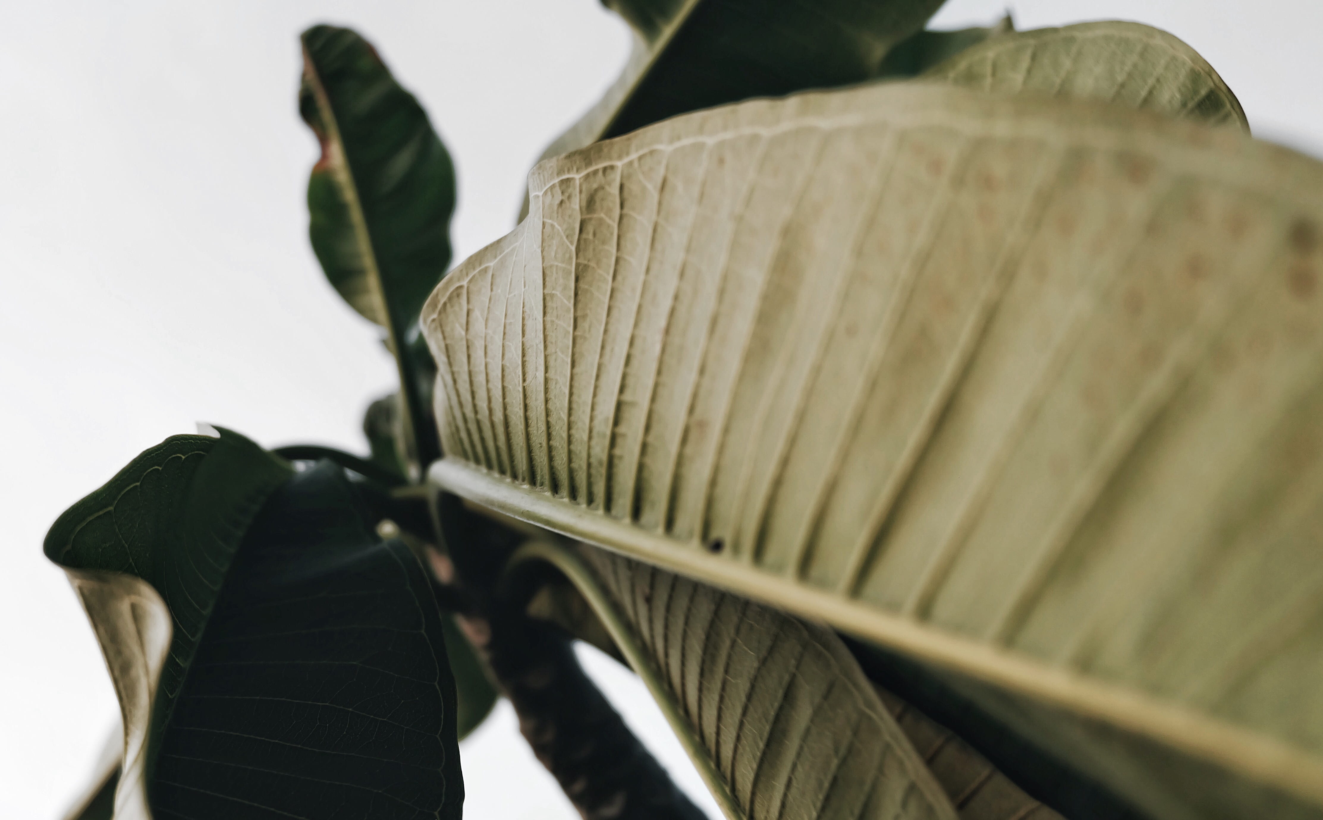 plant, fujifilm, plant part, x-a2, still life, leaf, sky, no people, vsco, white background, environment, food, indoors, food and drink, nature, close-up, HD Wallpaper