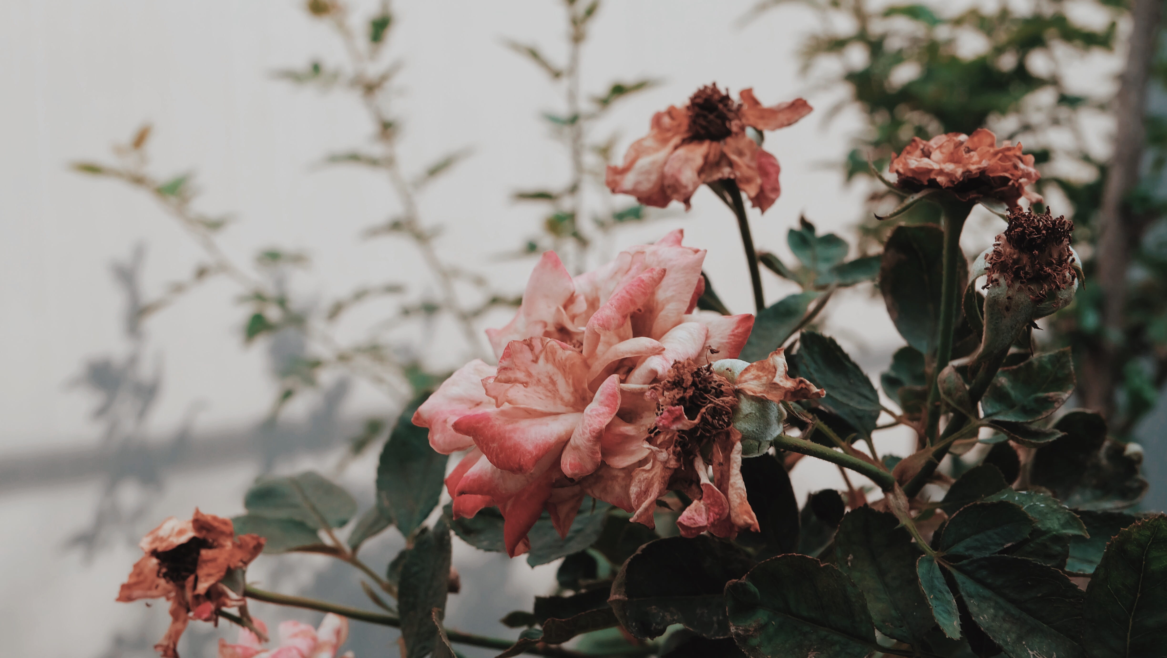 beauty in nature, flora, flowering plant, cherry blossom, outdoors, growth, flower, leaves, 4K, green, fragility, no people, pink color, flower head, plant, HD Wallpaper