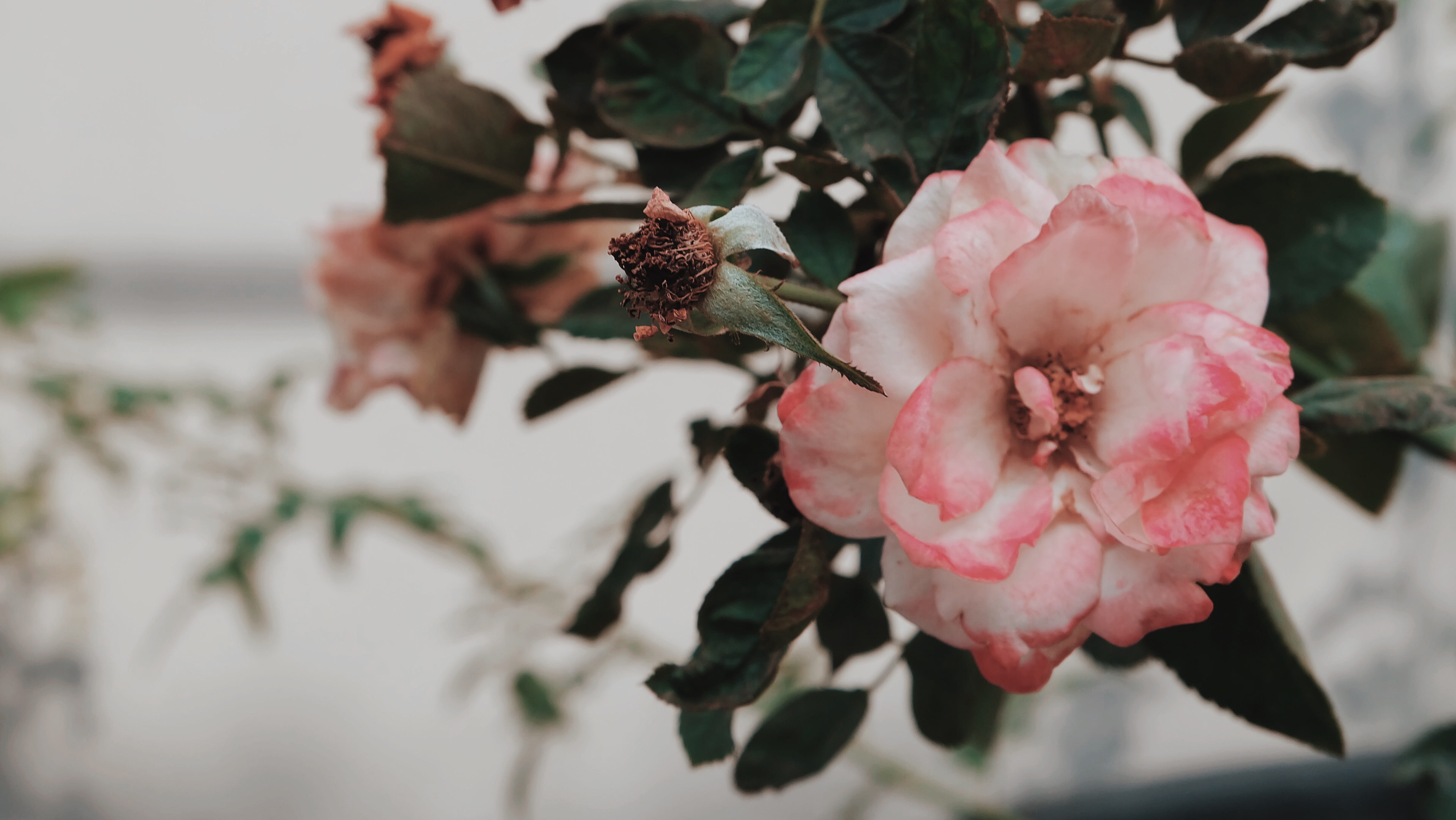 petal, inflorescence, x-a2, pink, close-up, vulnerability, day, nature, growth, pink color, outdoors, cherry blossom, flower head, tree, selective focus, HD Wallpaper