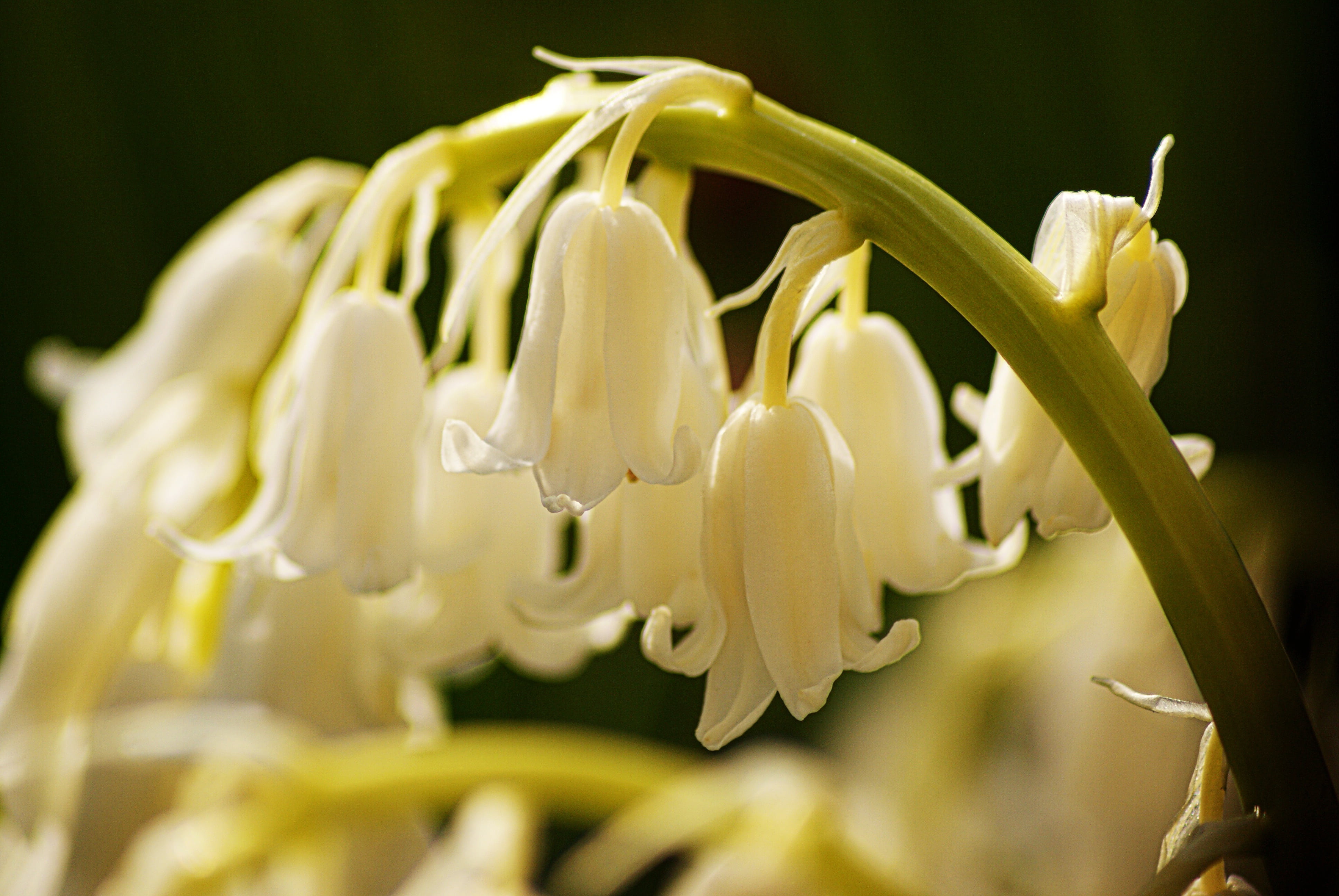 freshness, flower, close-up, 4K, fragility, white flower, flower head, nature, selective focus, thrush, inflorescence, white color, labour day, studio shot, HD Wallpaper
