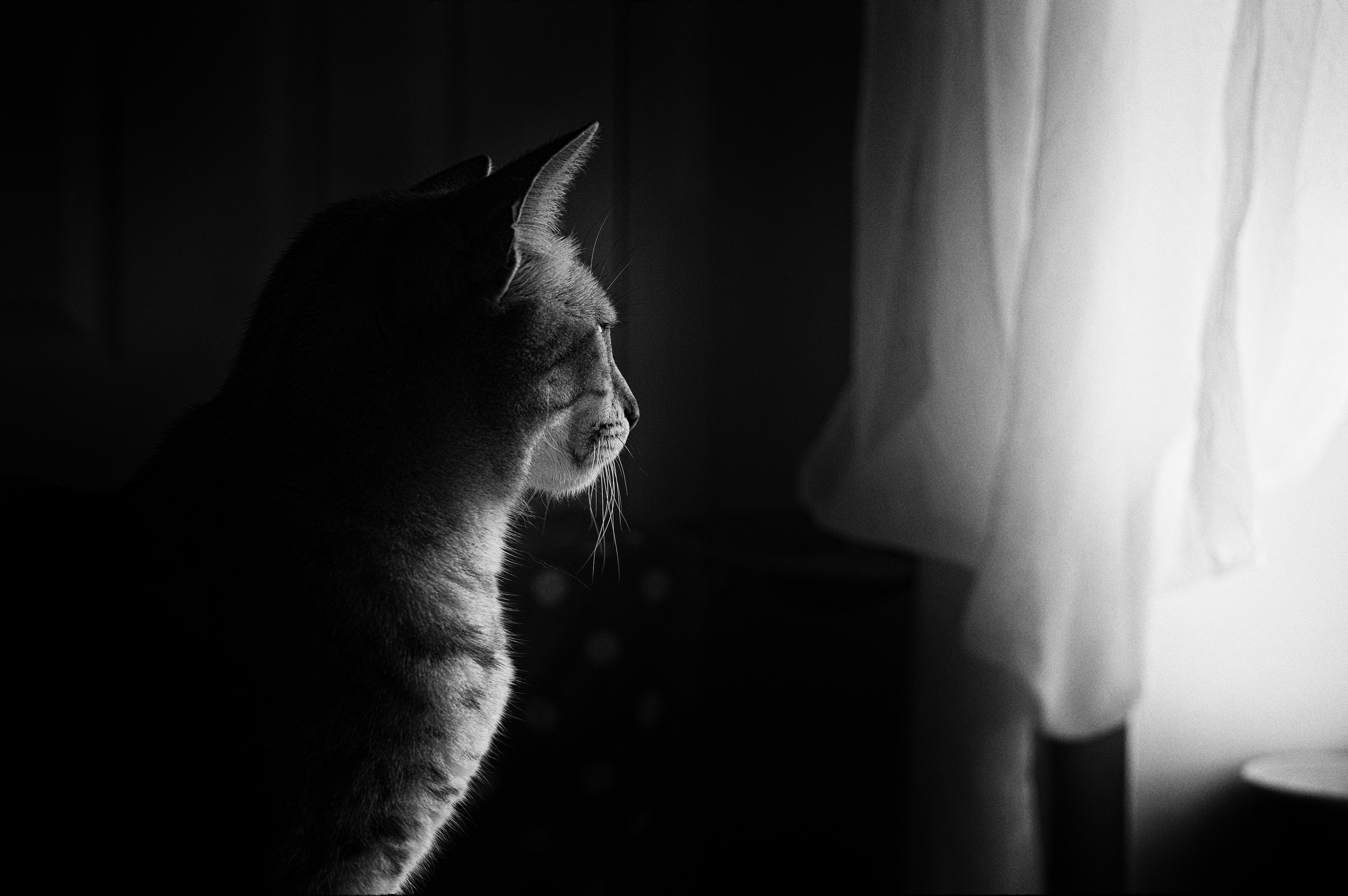 domestic, house, animal head, photo, profile view, domestic cat, interior, fluffy, home interior, animal themes, domestic room, vertebrate, window light, HD Wallpaper