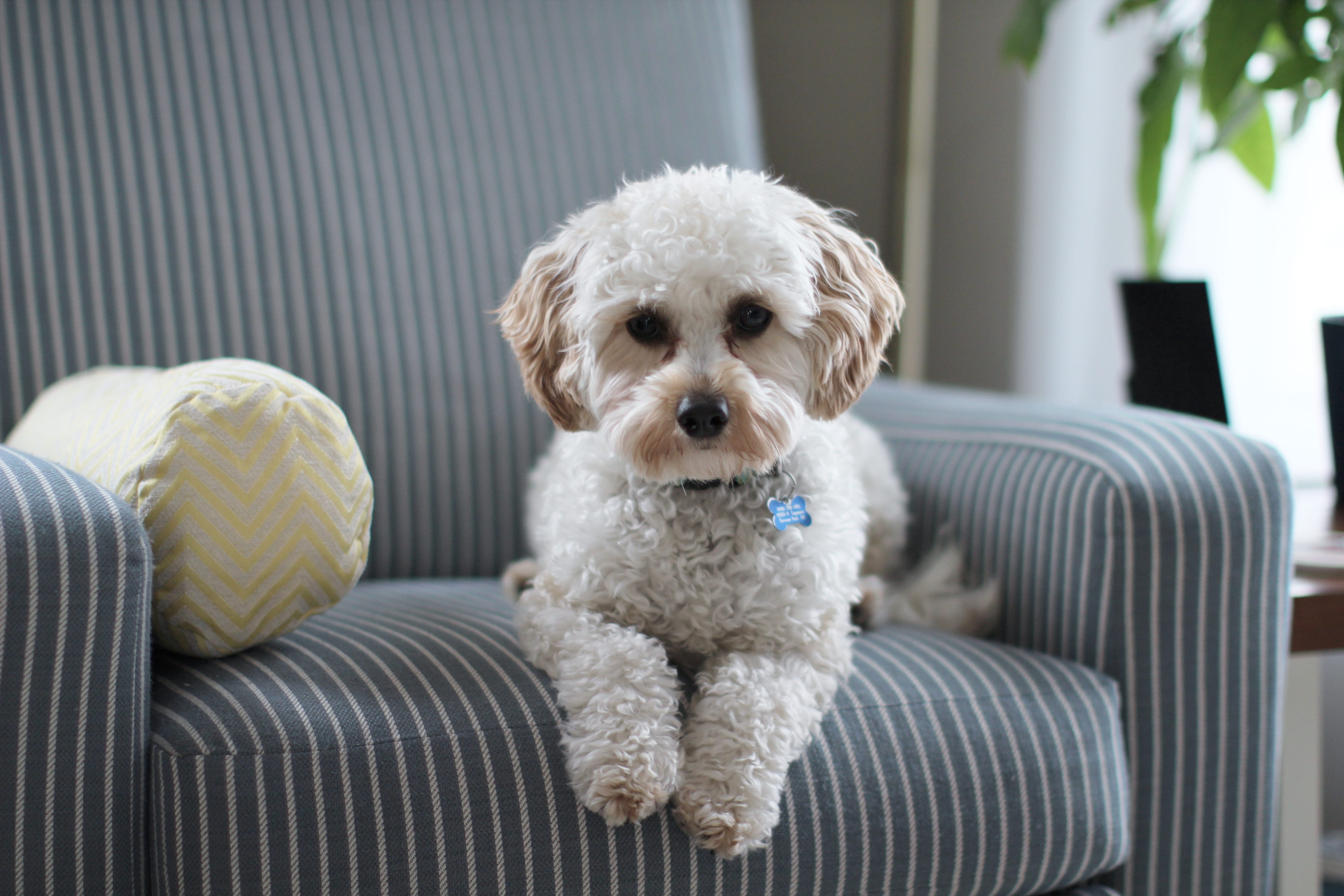 people, domestic, pets, tzu, room, looking at camera, cavapoo, relaxation, animal, sofa, white, adorable, inside, pet, puppy, lifestyle, seat, looking, HD Wallpaper