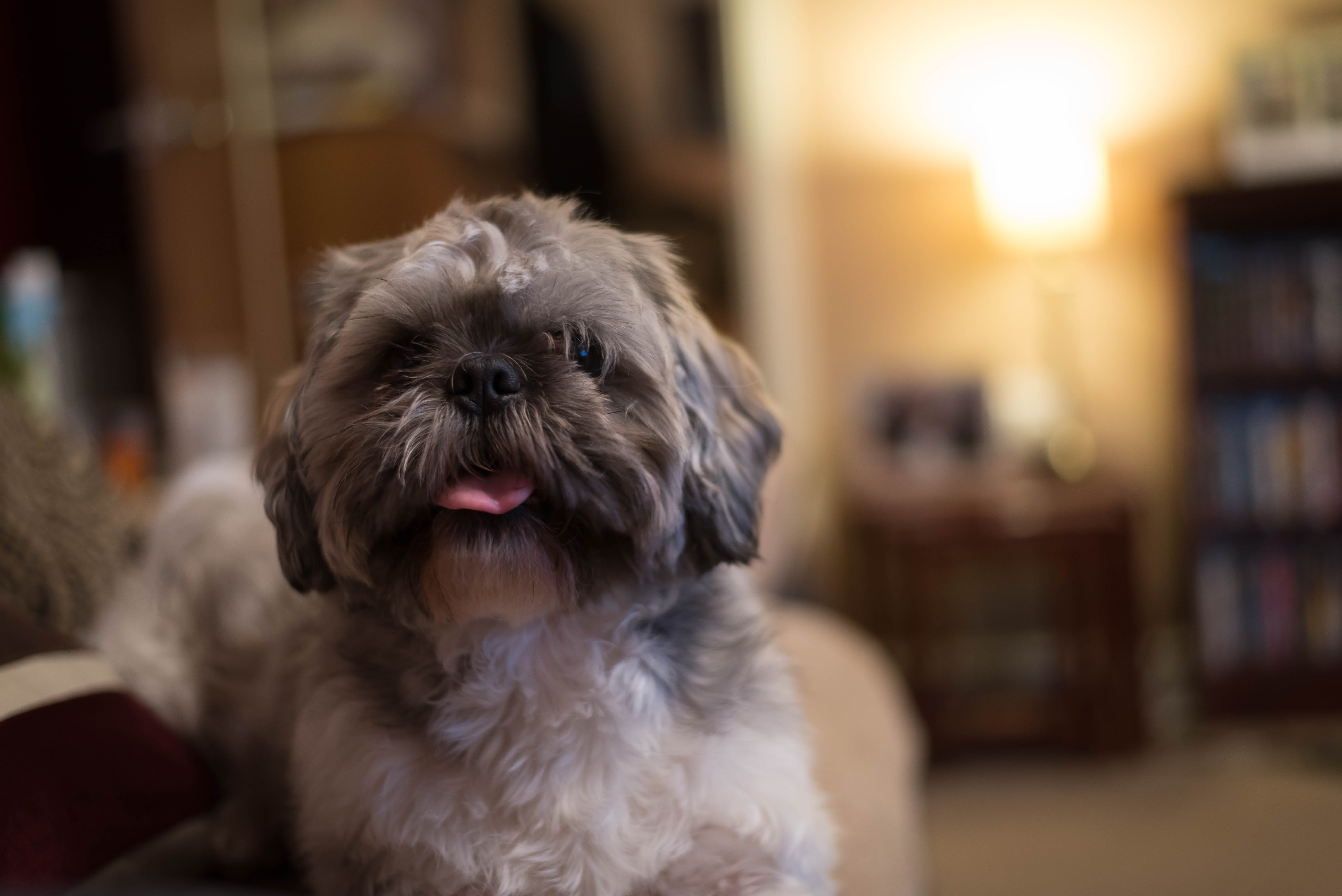 pets, no people, funny, fur, light, mammal, indoors, home interior, cute, animal head, little, lap dog, purebred, domestic, focus on foreground, shih tzu, HD Wallpaper