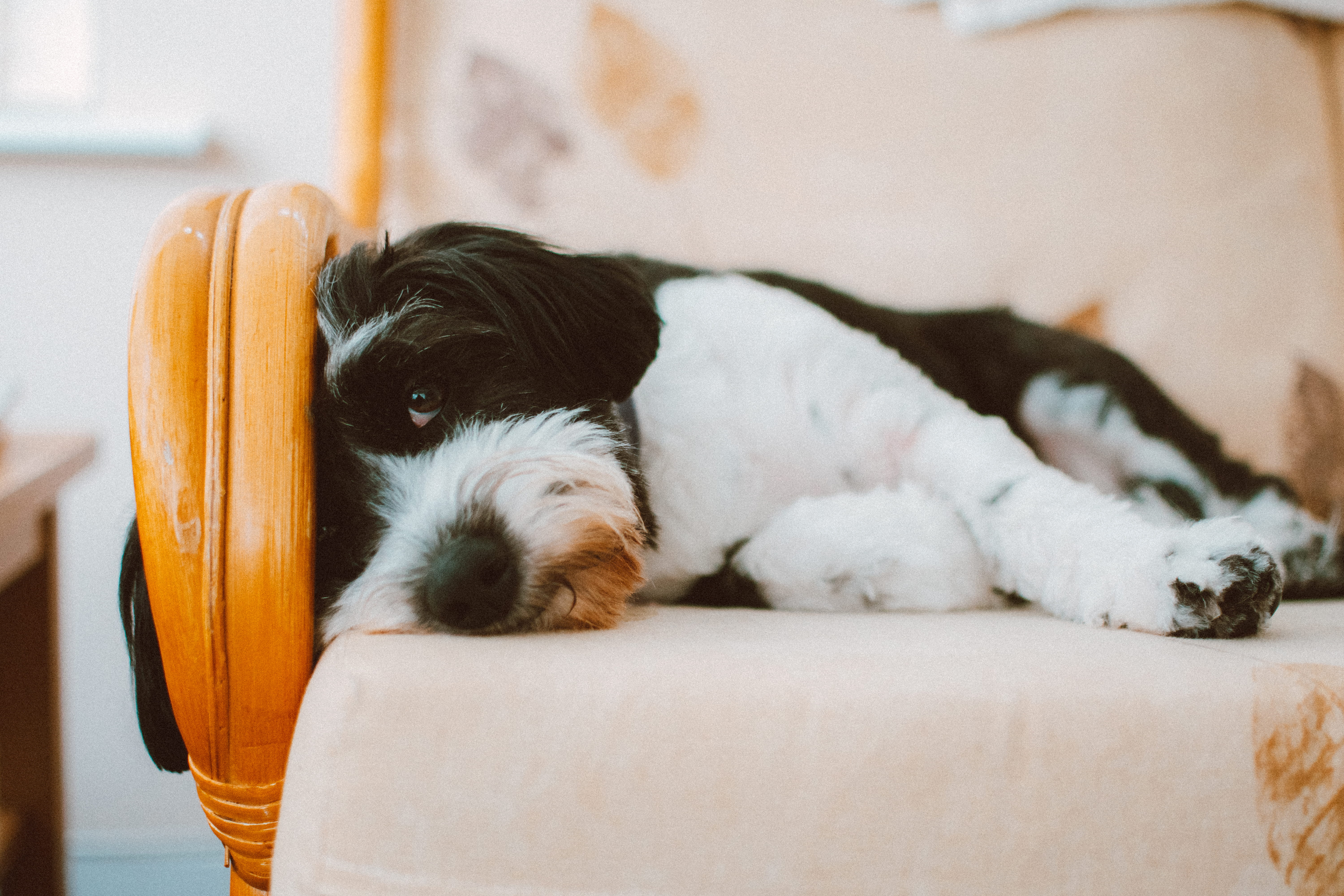 wood, coated, pets, rest, portrait, relaxation, white, long, bed, resting, 5K, looking, purebred, sit, sleepy, cushion, indoors, sleep, young, animal, HD Wallpaper