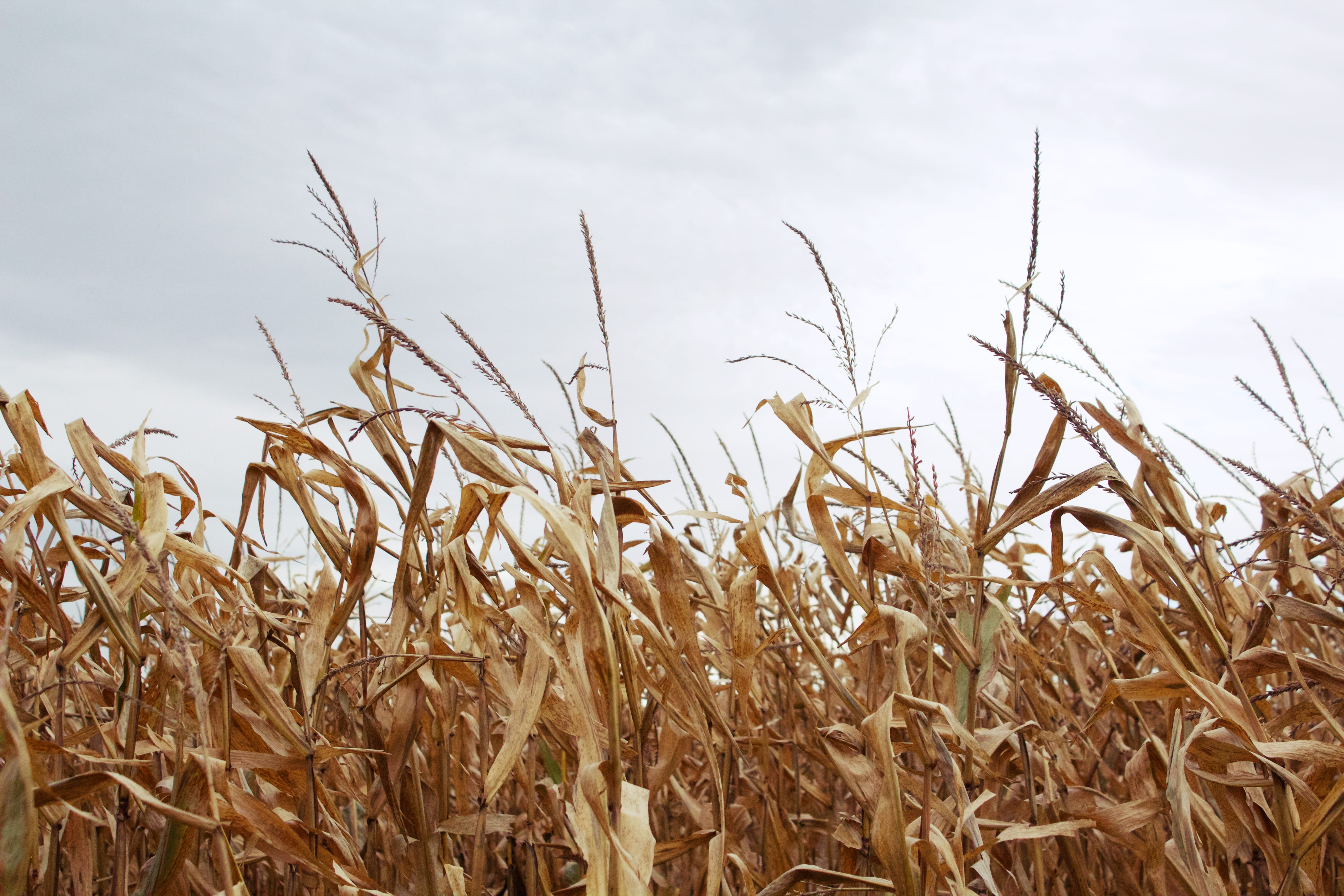 no people, rural scene, environment, cereal plant, wheat, rural, vegetable, beauty in nature, day, growth, north iowa area community college, mason city, HD Wallpaper