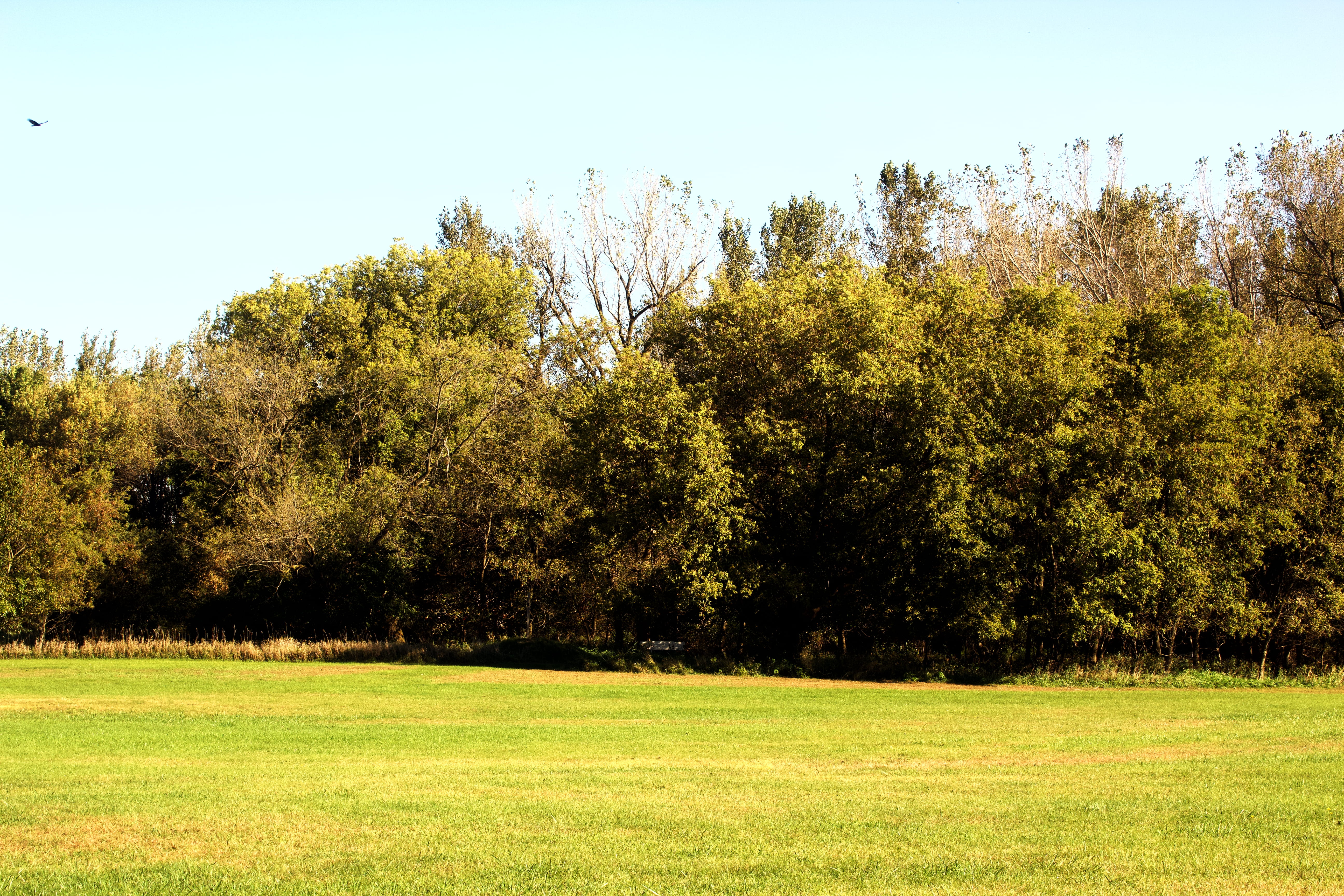 plant, no people, sunlight, sky, united states, field, growth, tranquility, tree, scenics - nature, 5K, land, environment, clear sky, grass, mason city, HD Wallpaper